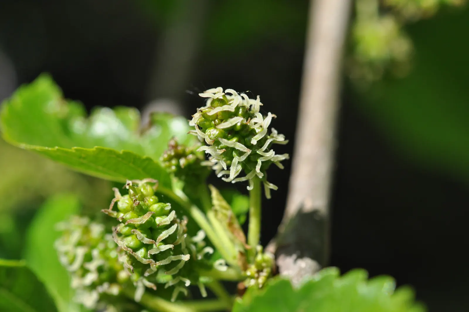Mulberry (Morus Alba) — tree with green and yellow blooms; are a favorite among birds and can stain pavements, image 74