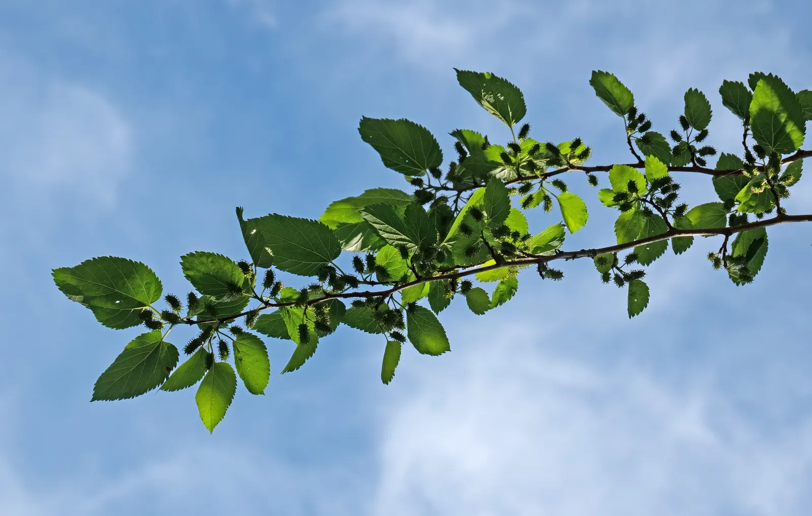 Mulberry (Morus Alba) — this robust tree prefers full sun to partial shade; this hardy species is relatively low maintenance