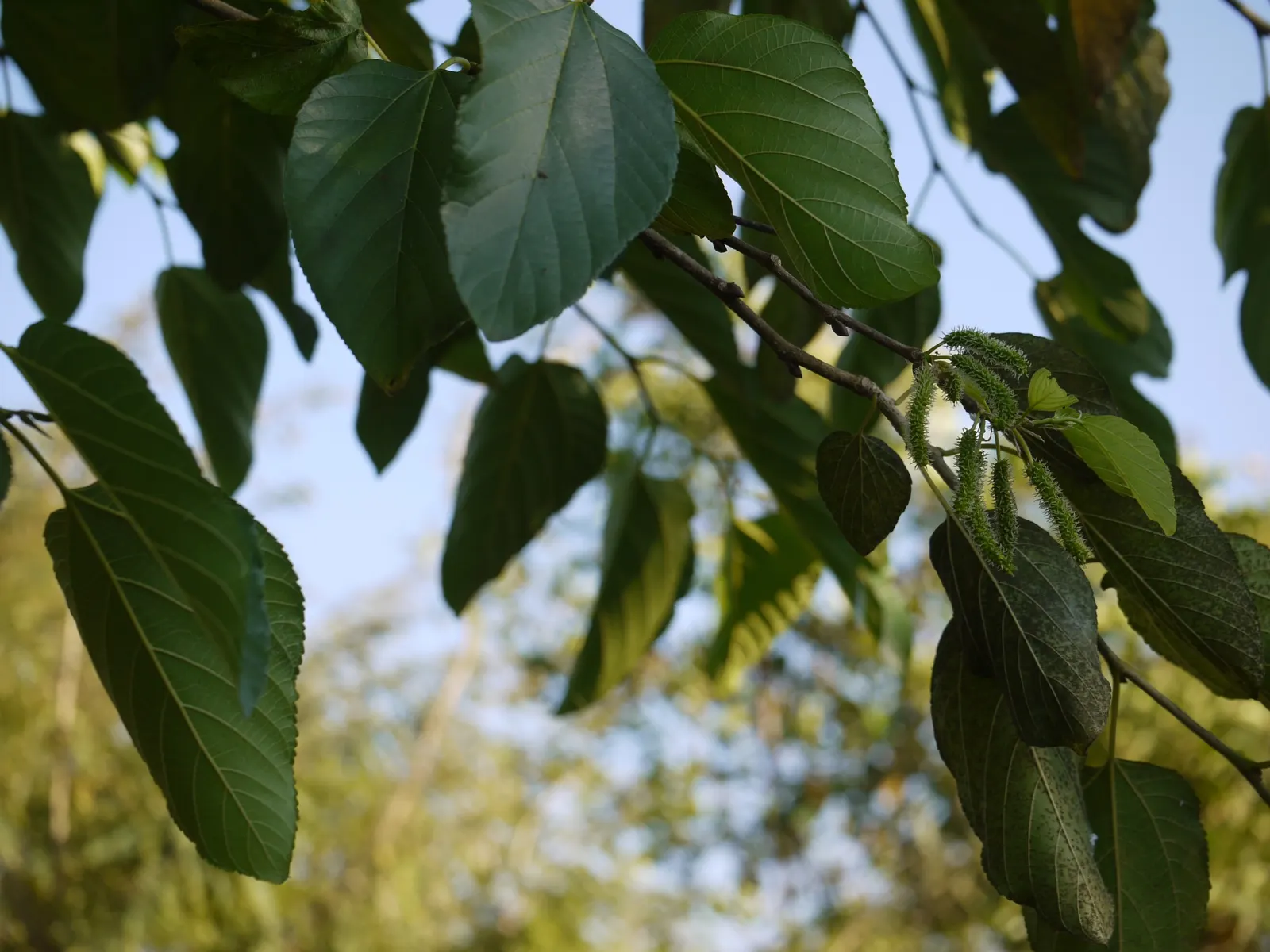 Mulberry (Morus Alba) — the Mulberry adapts well to a variety of soil types but prefers a well-drained; making it advisable to plant the tree away, image 92