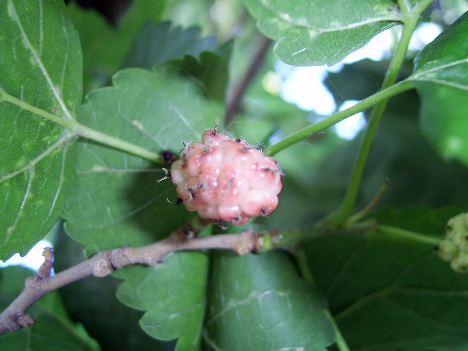 Mulberry (Morus Alba) — making it advisable to plant the tree away from walkways and dining areas.<br><br>For zones 4 through 8
