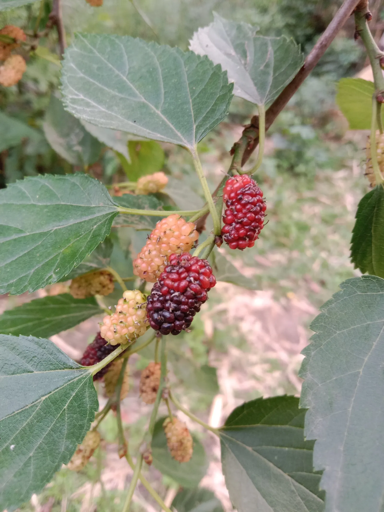 Mulberry (Morus Alba) — which are followed by succulent; ideal for diverse landscape designs, image 62