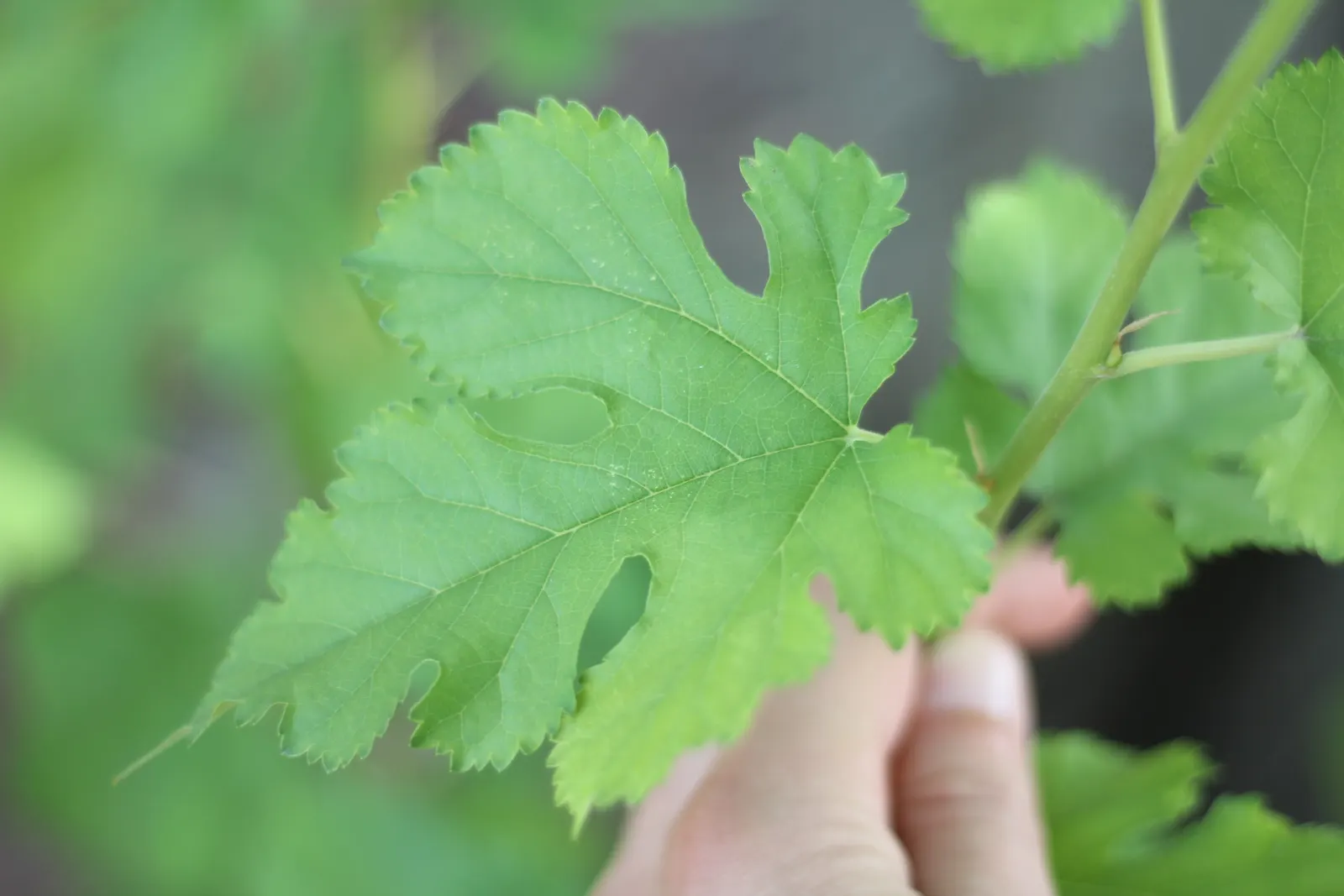 Mulberry (Morus Alba) — allowing ample space for its mature spread