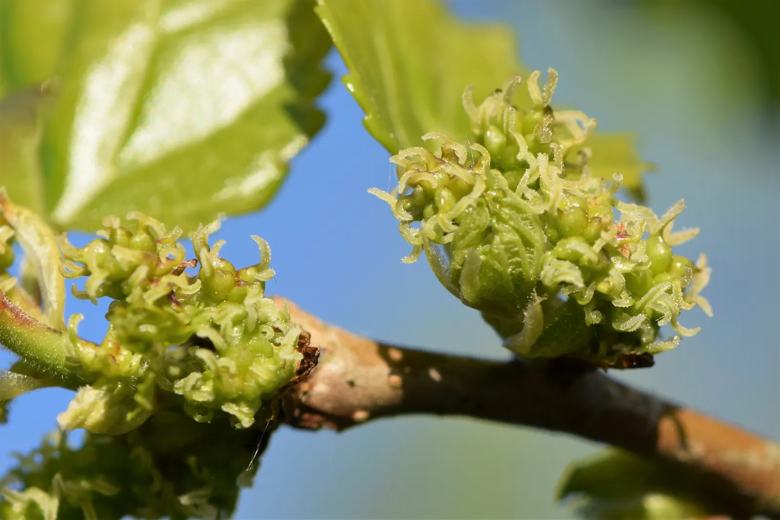 Mulberry (Morus Alba) — it offers both shade and aesthetic appeal while requiring minimal maintenance; scientifically known as Morus alba, image 80