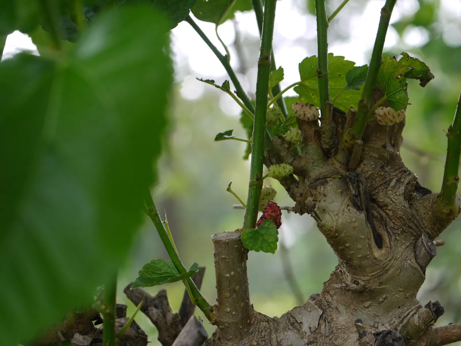Mulberry (Morus Alba) — green and yellow flowers in the garden; offers a blend of aesthetic appeal and practical use in the landscape, image 73