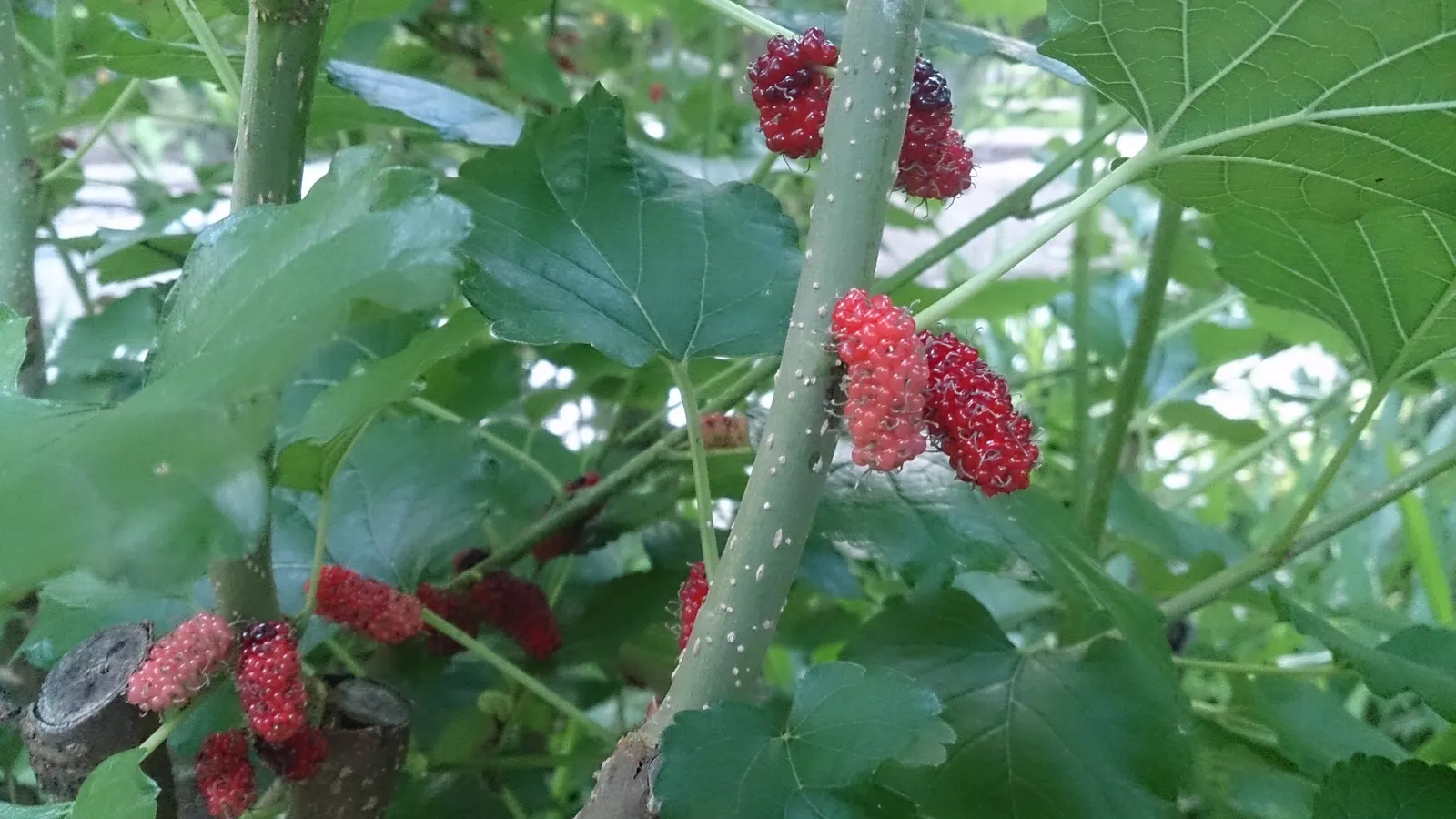 Mulberry (Morus Alba) — The Mulberry tree, Morus alba, valued for its lush foliage and sweet fruit, thrives in zones 4-8; it boasts broad leaves, image 101