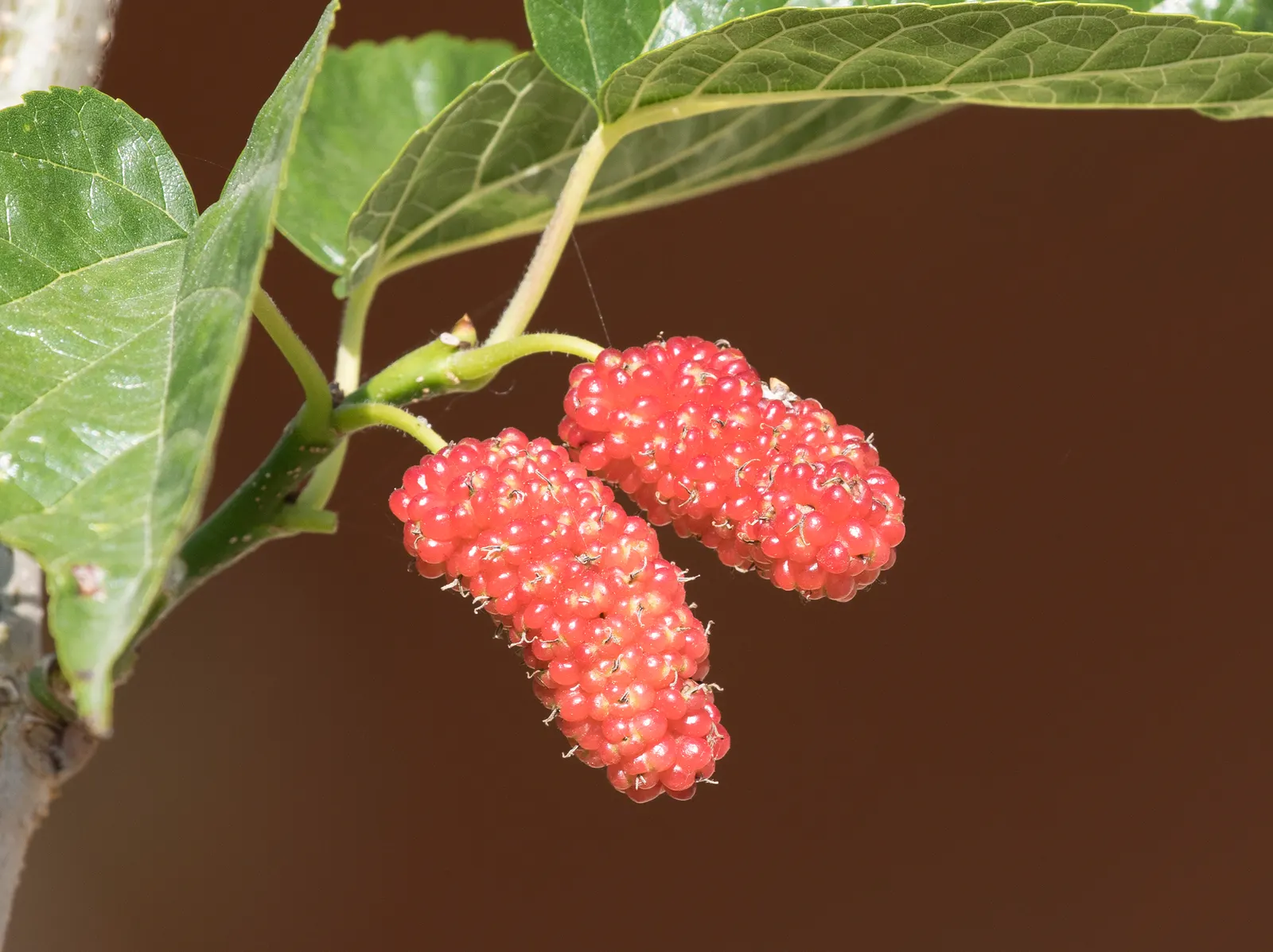 Mulberry (Morus Alba) — the Mulberry adapts well to a variety of soil types but prefers a well-drained; making it advisable to plant the tree away, image 67