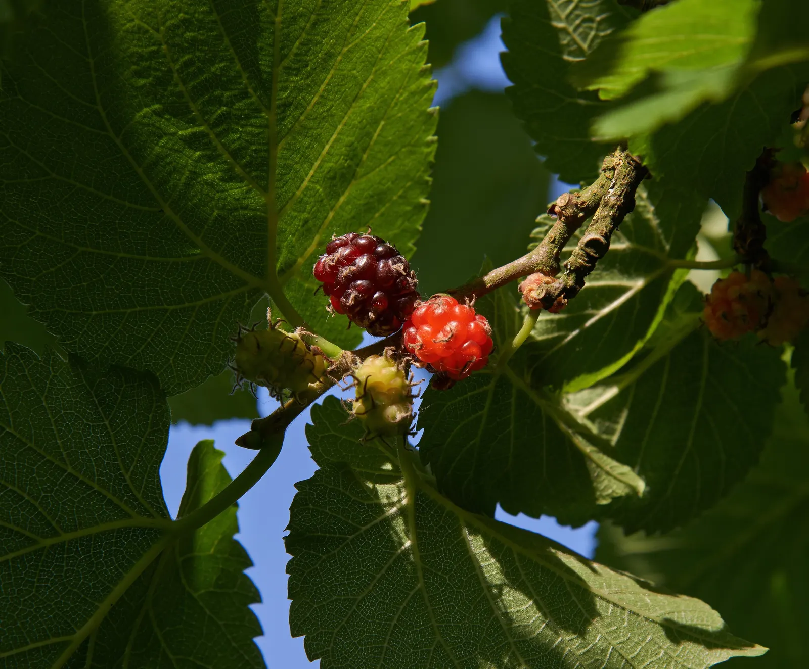 Mulberry (Morus Alba) — which are followed by succulent; ideal for diverse landscape designs, image 87