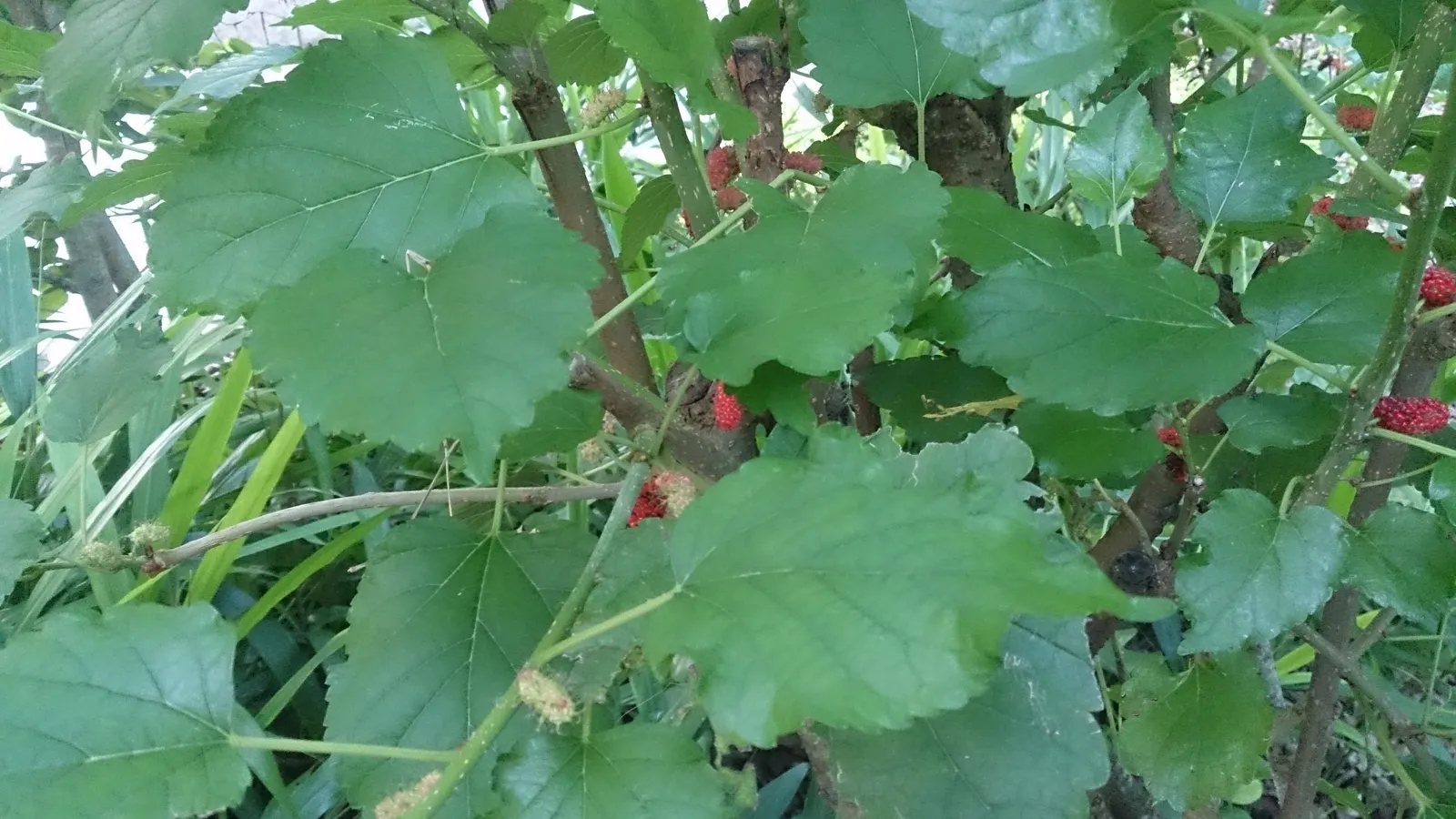 Mulberry (Morus Alba) — this robust tree prefers full sun to partial shade; this hardy species is relatively low maintenance, image 53