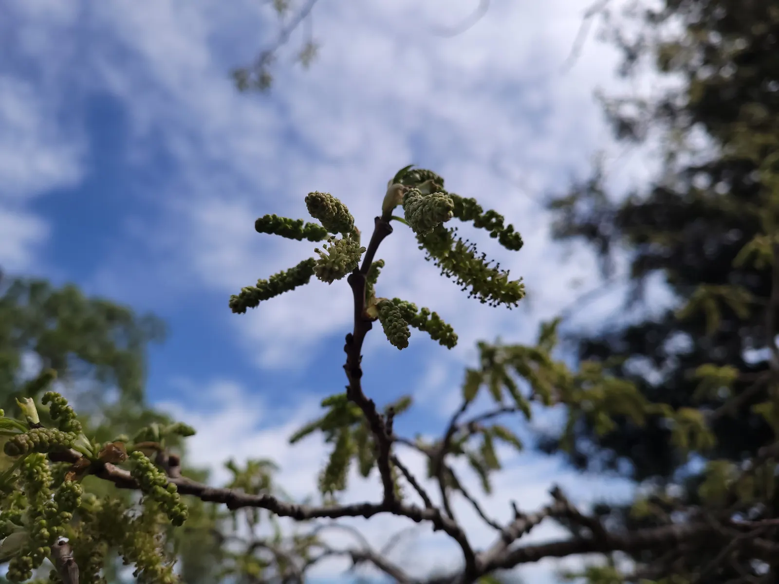 Mulberry (Morus Alba) — green and yellow flowers in the garden; offers a blend of aesthetic appeal and practical use in the landscape, image 98