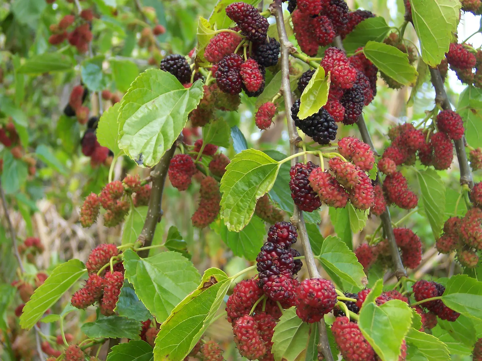 Mulberry (Morus Alba) — sweet fruits resembling blackberries, image 113
