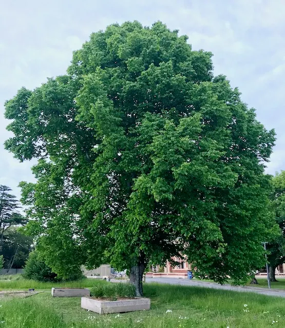 Mulberry (Morus Alba) — are a favorite among birds and can stain pavements; a deciduous species reaching up to 30-50 feet tall and spreading 30-40, image 90
