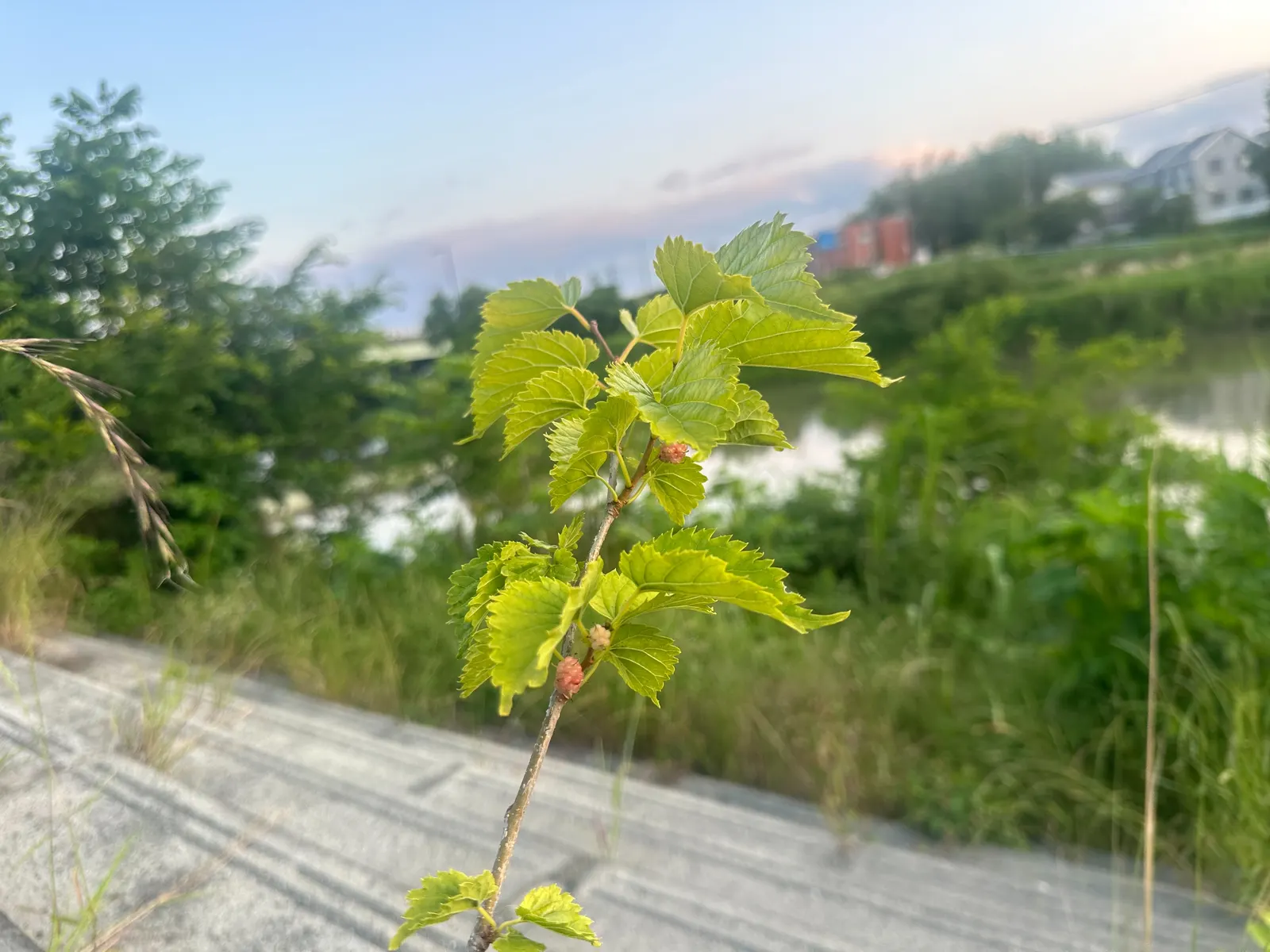 Mulberry (Morus Alba) — It boasts broad leaves and produces small, edible berries; tree for full or half, image 79