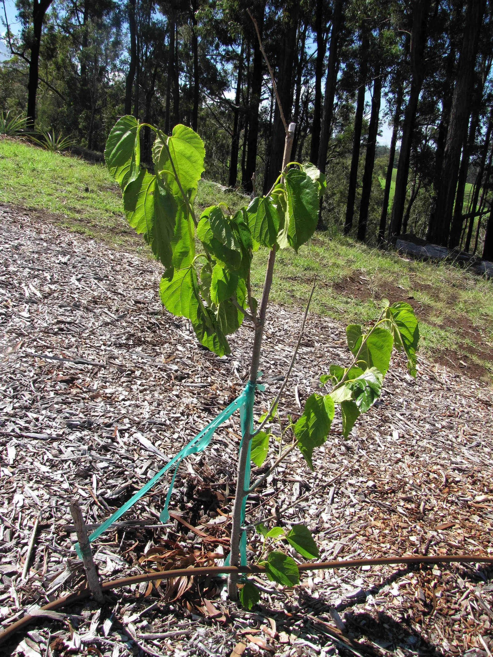 Mulberry (Morus Alba) — green and yellow flowers in the garden; offers a blend of aesthetic appeal and practical use in the landscape