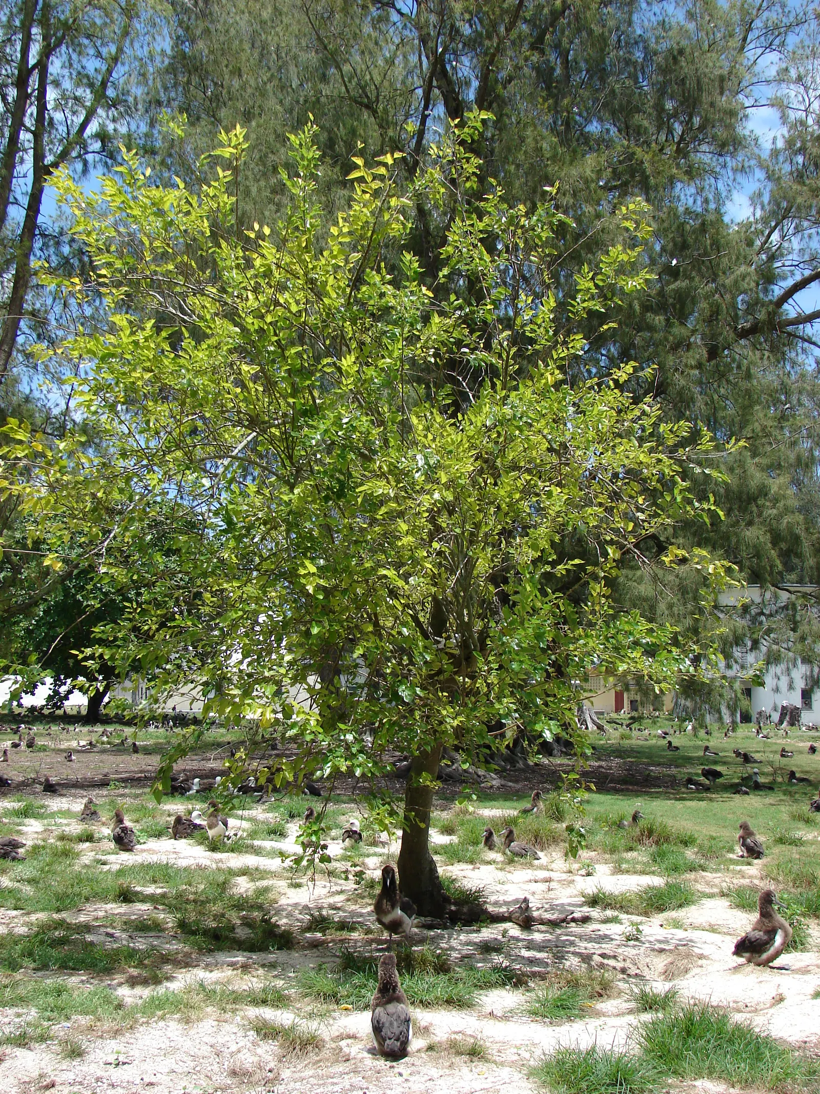Mulberry (Morus Alba) — and serrated leaves that can grow up to 6 inches long; the Mulberry adapts well to a variety of soil types but prefers a well-drained