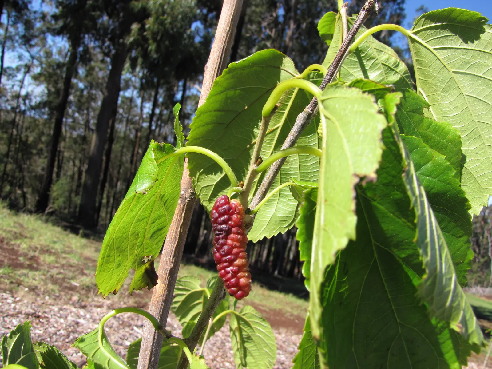 Mulberry (Morus Alba) — the Mulberry adapts well to a variety of soil types but prefers a well-drained