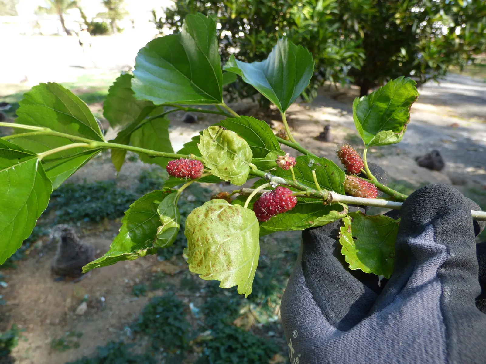 Mulberry (Morus Alba) — allowing ample space for its mature spread; the Mulberry tree, Morus alba, valued for its lush foliage and sweet fruit, image 122
