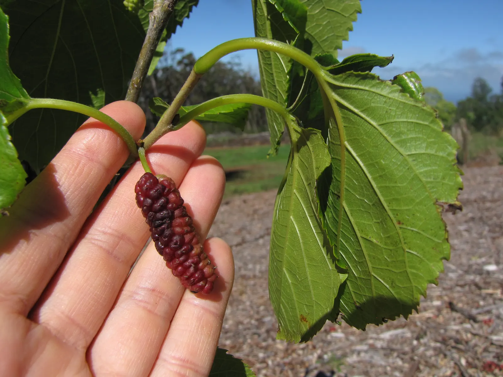 Mulberry (Morus Alba) — offers a blend of aesthetic appeal and practical use in the landscape