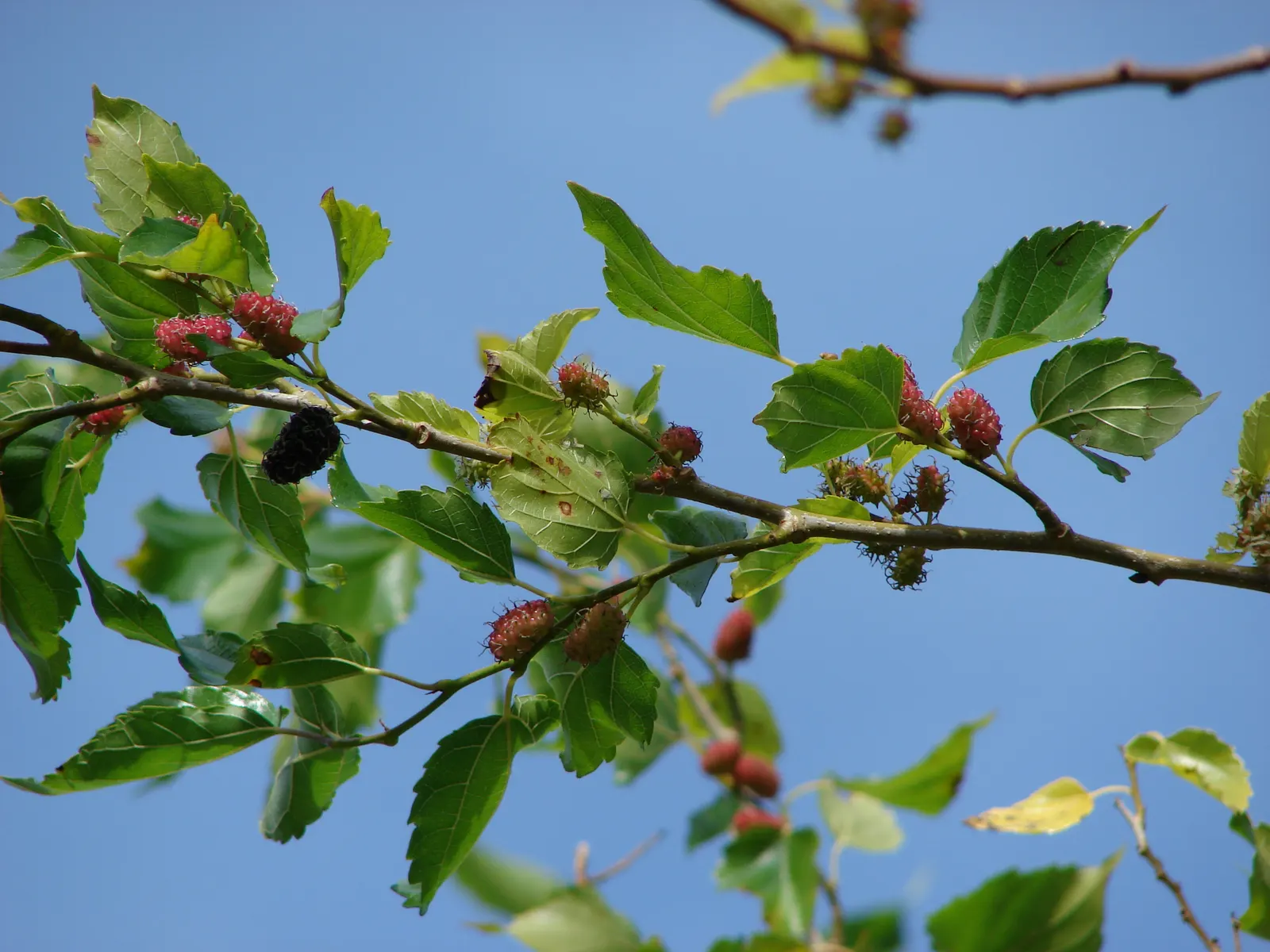 Mulberry (Morus Alba) — sweet fruits resembling blackberries, image 88