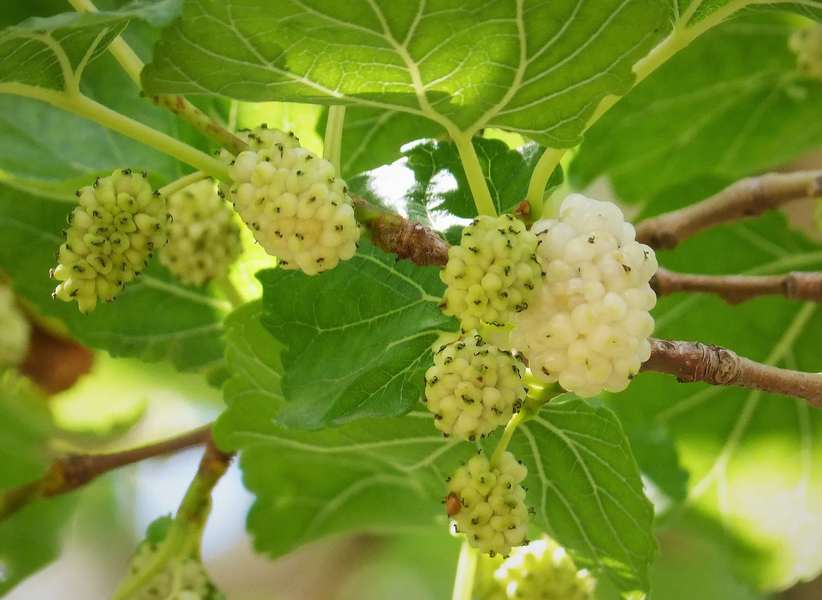 Mulberry (Morus Alba) — or purple-black when ripe; making it a resilient choice for diverse landscapes.<br><br>In urban settings, image 114
