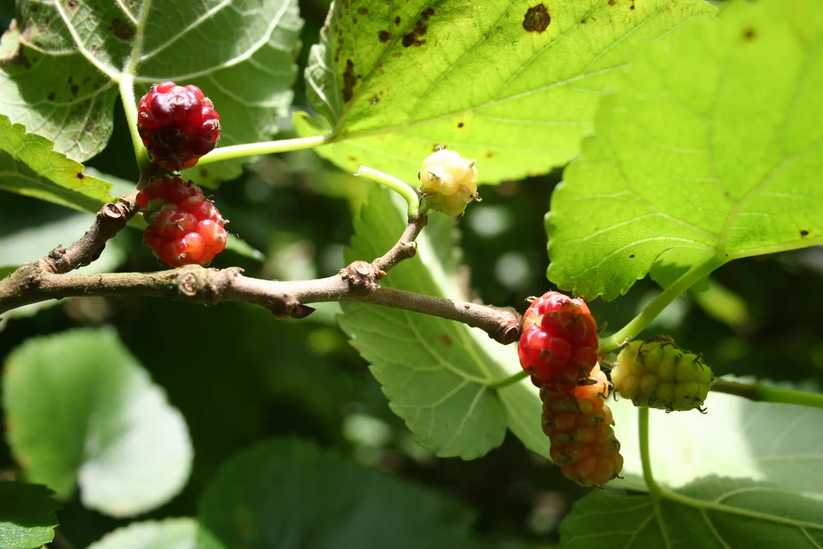 Mulberry (Morus Alba) — and serrated leaves that can grow up to 6 inches long; the Mulberry adapts well to a variety of soil types but prefers a, image 85