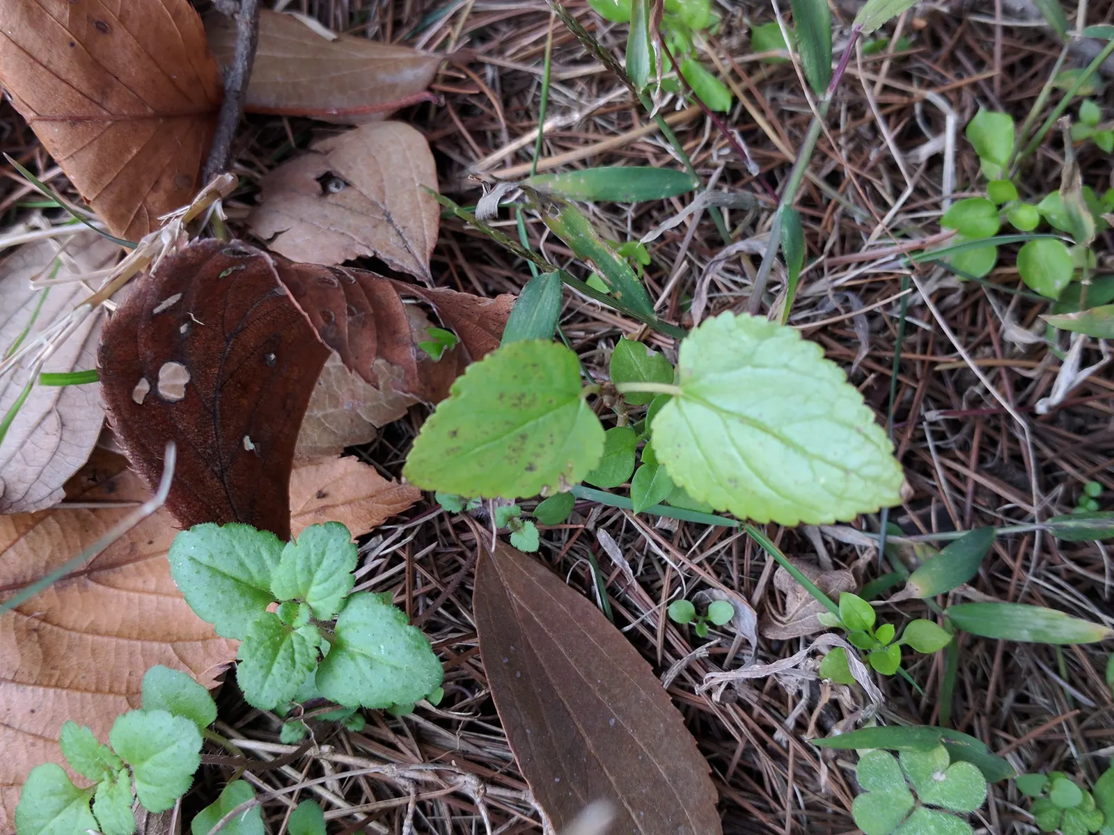 Mulberry (Morus Alba) — ideal for diverse landscape designs; or purple-black when ripe