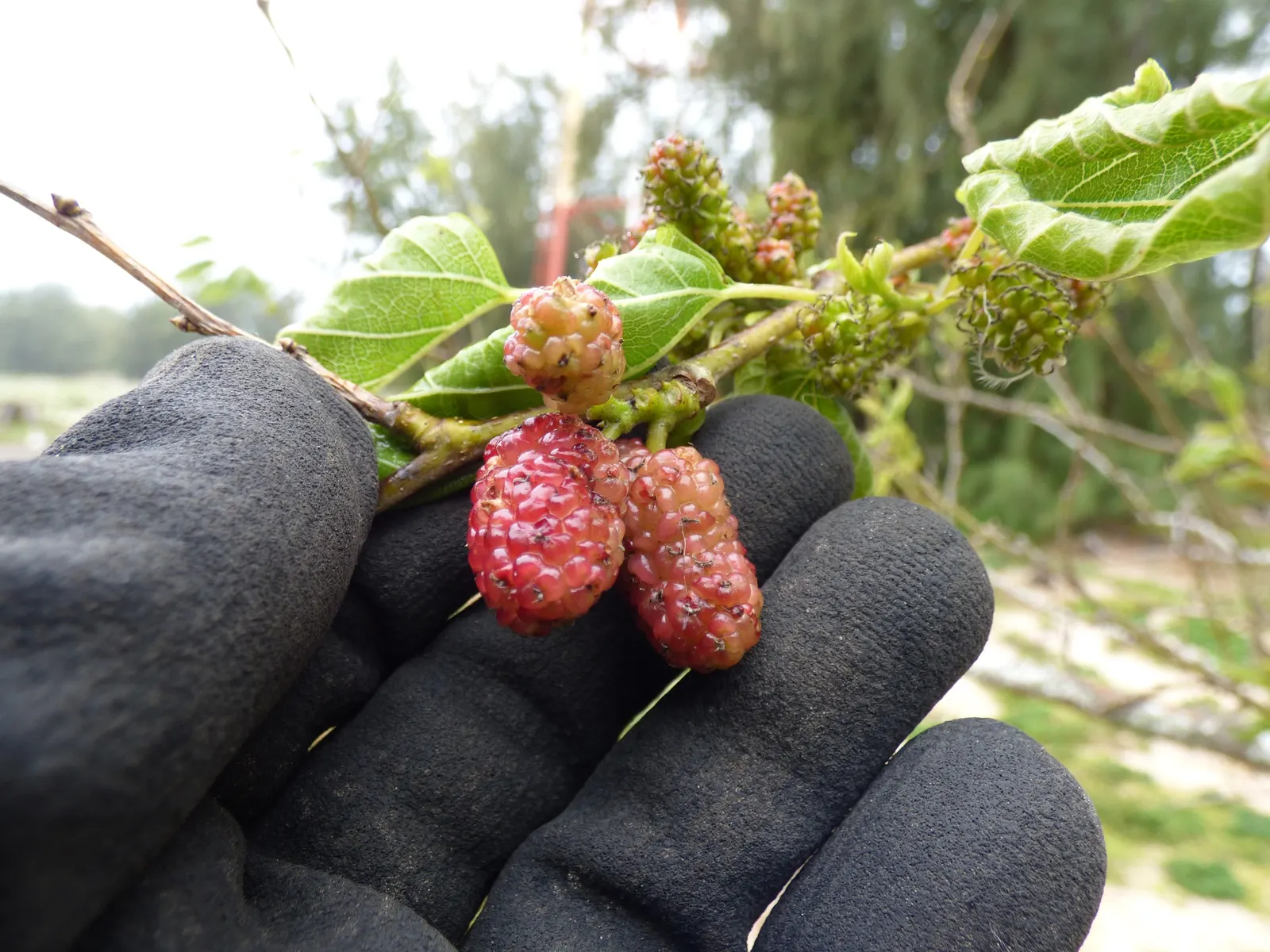 Mulberry (Morus Alba) — offers a blend of aesthetic appeal and practical use in the landscape; this robust tree prefers full sun to partial shade