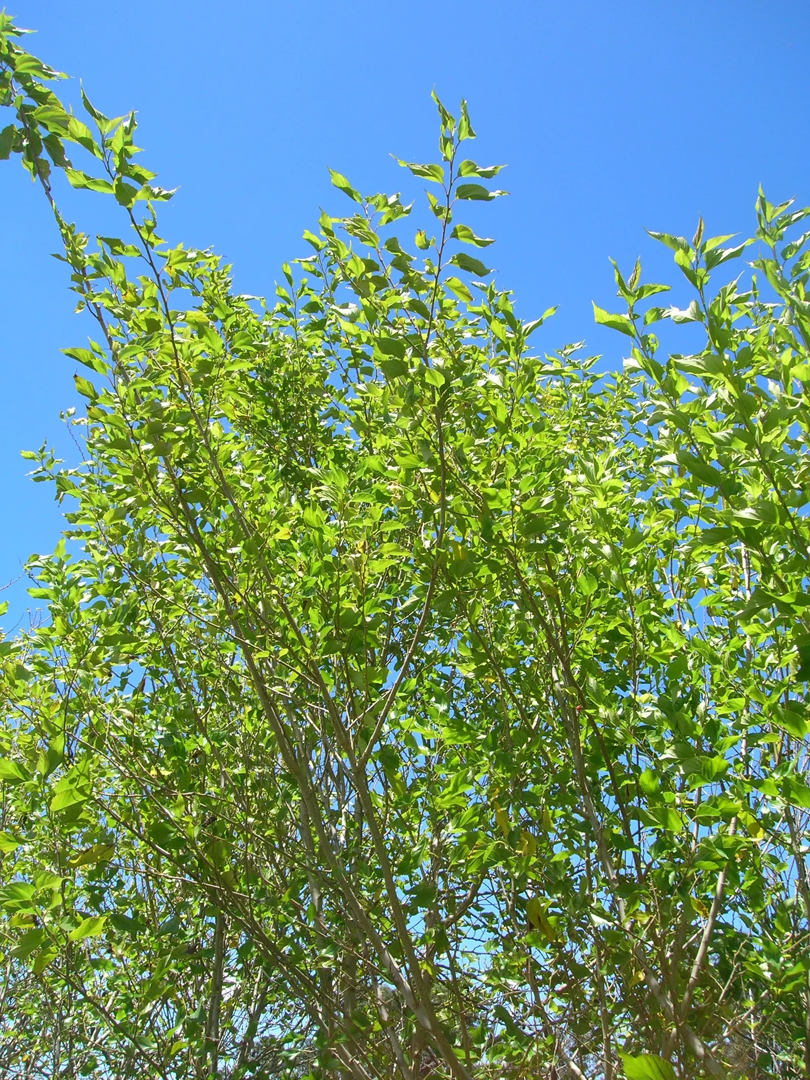Mulberry (Morus Alba) — and serrated leaves that can grow up to 6 inches long; the Mulberry adapts well to a variety of soil types but prefers a, image 110