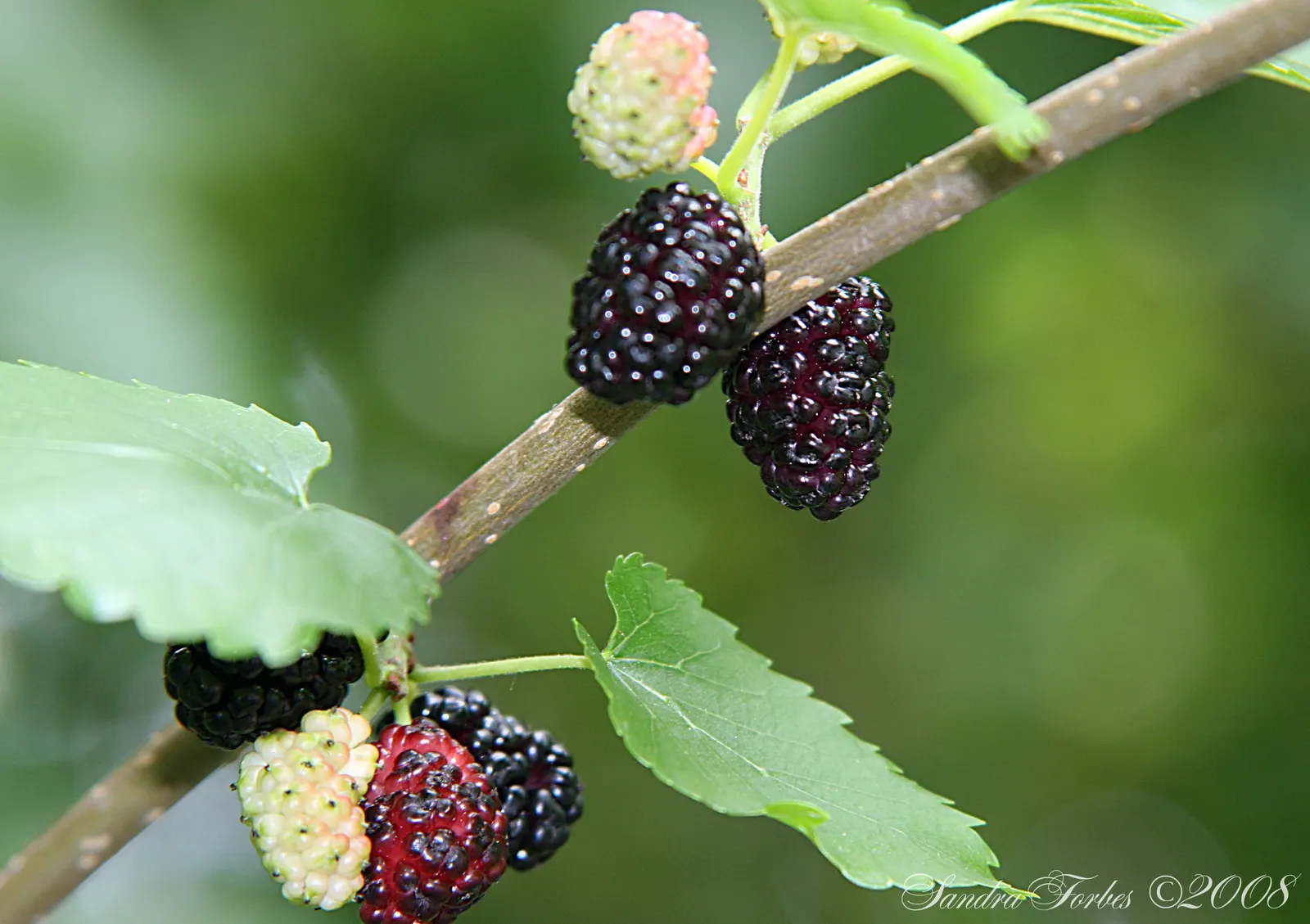 Mulberry (Morus Alba) — and serrated leaves that can grow up to 6 inches long; the Mulberry adapts well to a variety of soil types but prefers a, image 60
