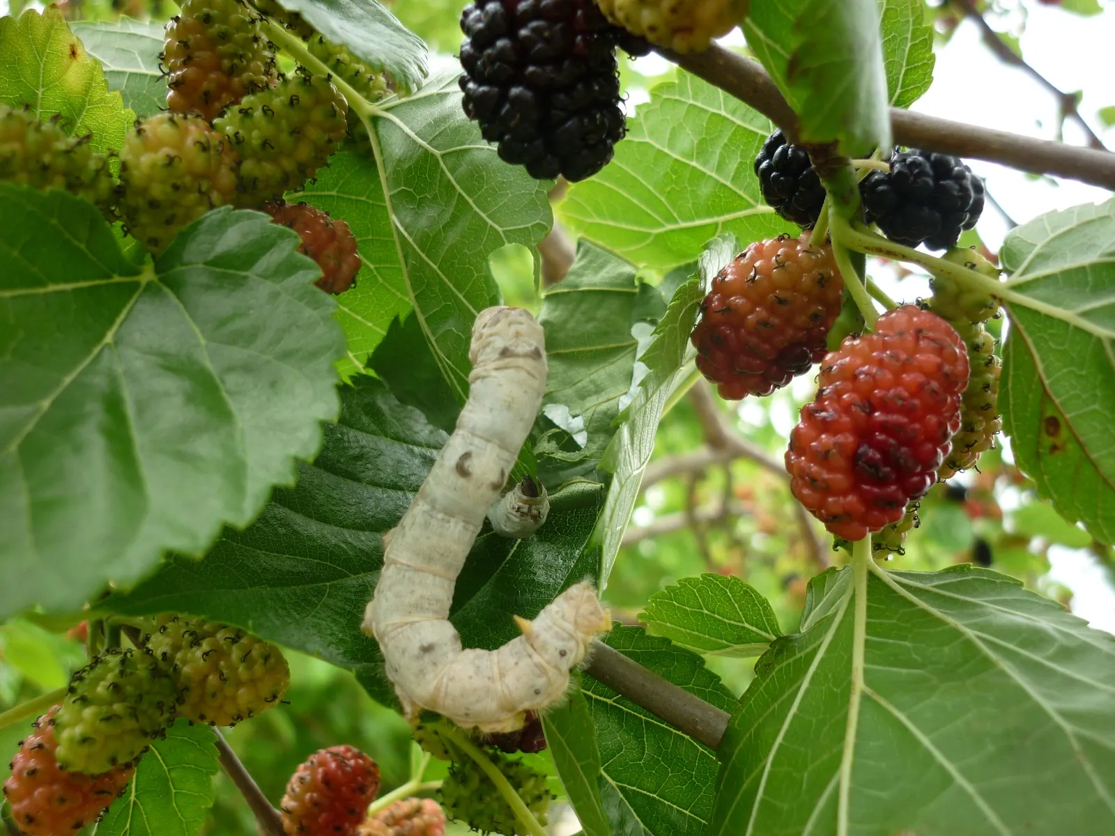 Mulberry (Morus Alba) — making it a resilient choice for diverse landscapes.<br><br>In urban settings; which are followed by succulent, image 120