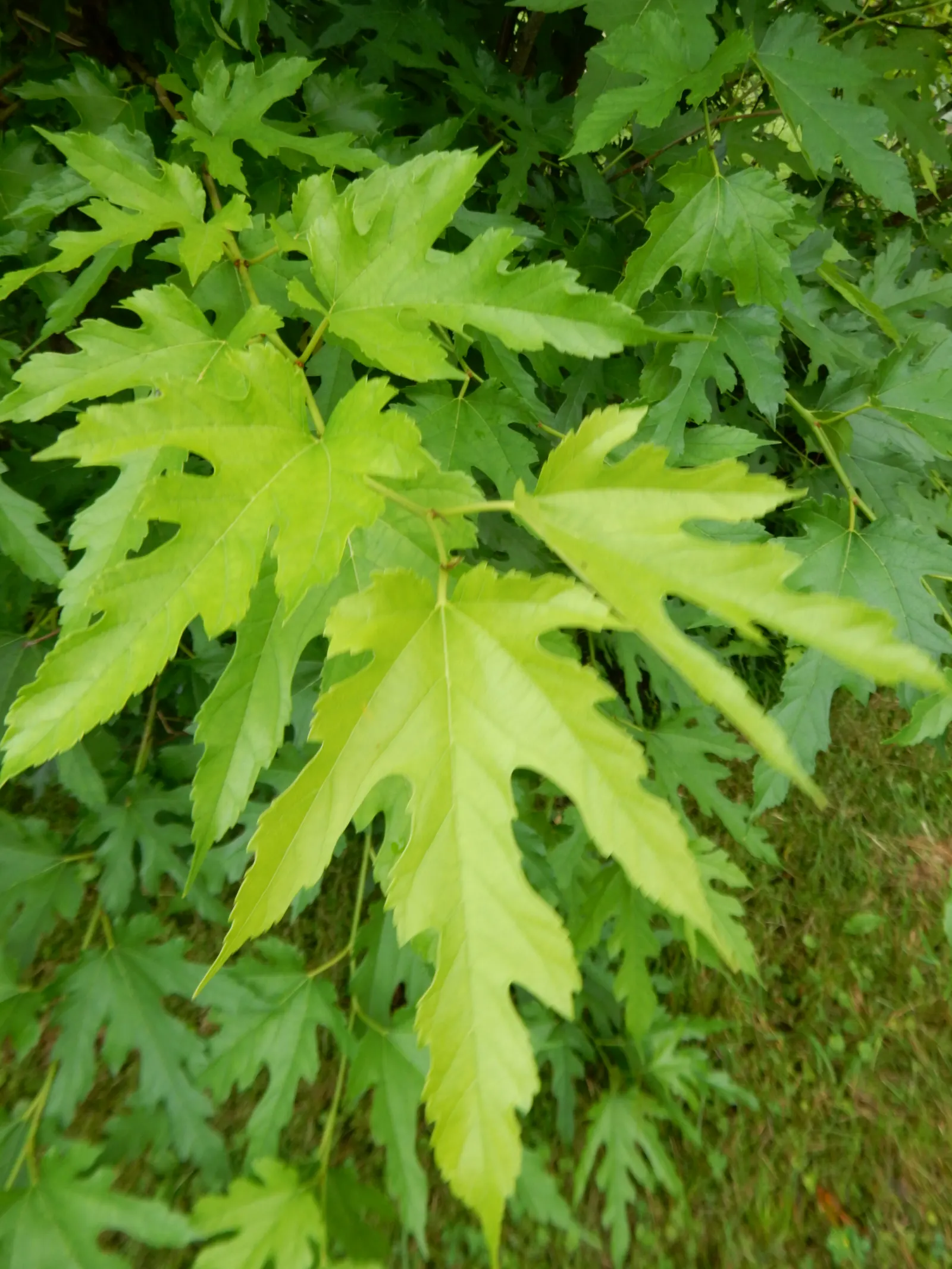 Mulberry (Morus Alba) — offering dense shade during the warmer months