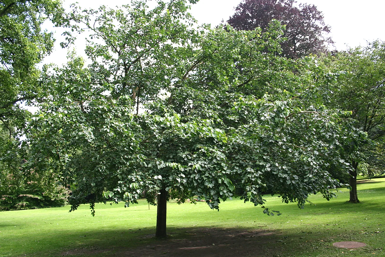 Mulberry (Morus Alba) — are a favorite among birds and can stain pavements; a deciduous species reaching up to 30-50 feet tall and spreading 30-40 feet wide