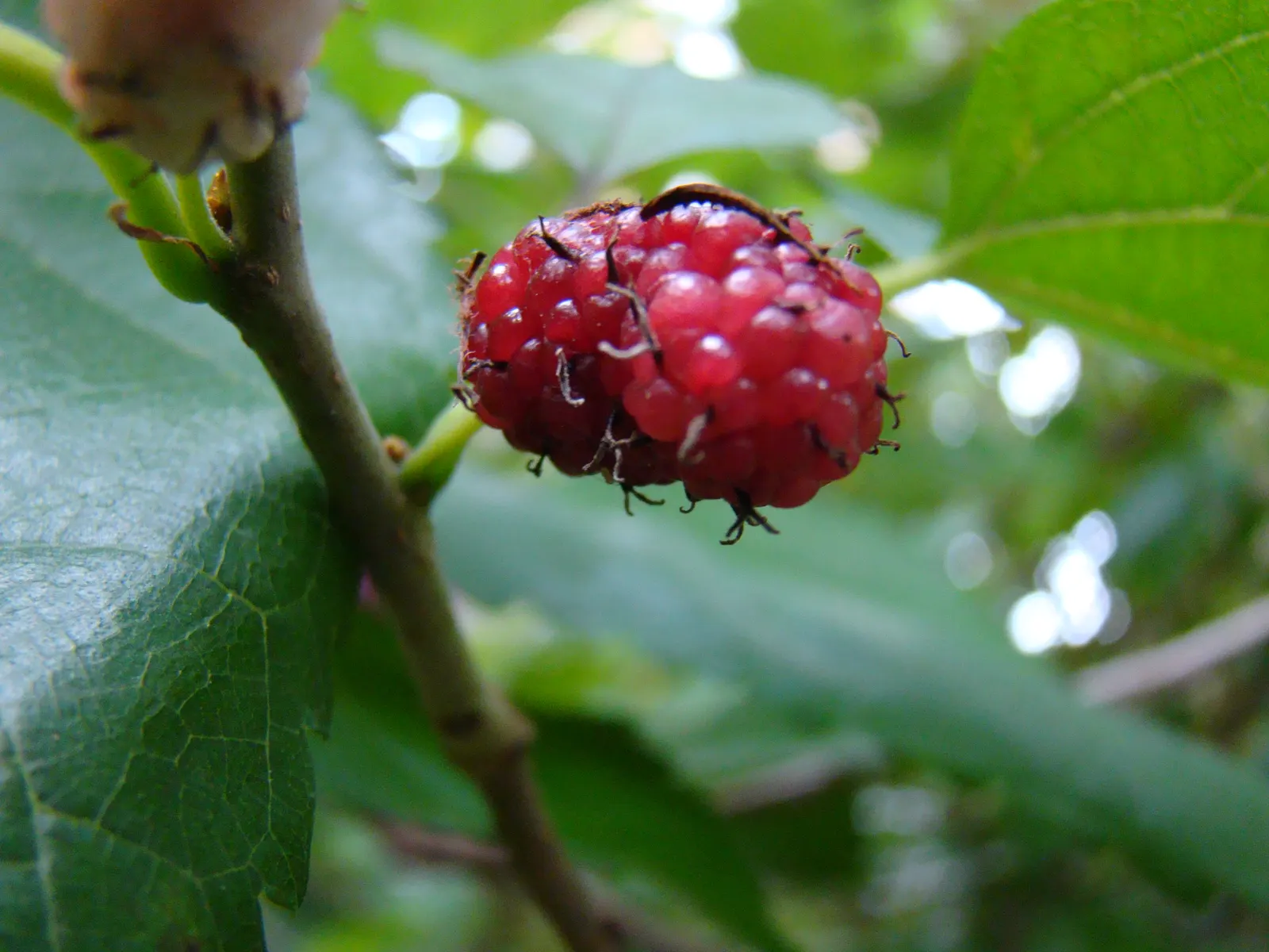Mulberry (Morus Alba) — the Mulberry adapts well to a variety of soil types but prefers a well-drained; making it advisable to plant the tree away, image 117