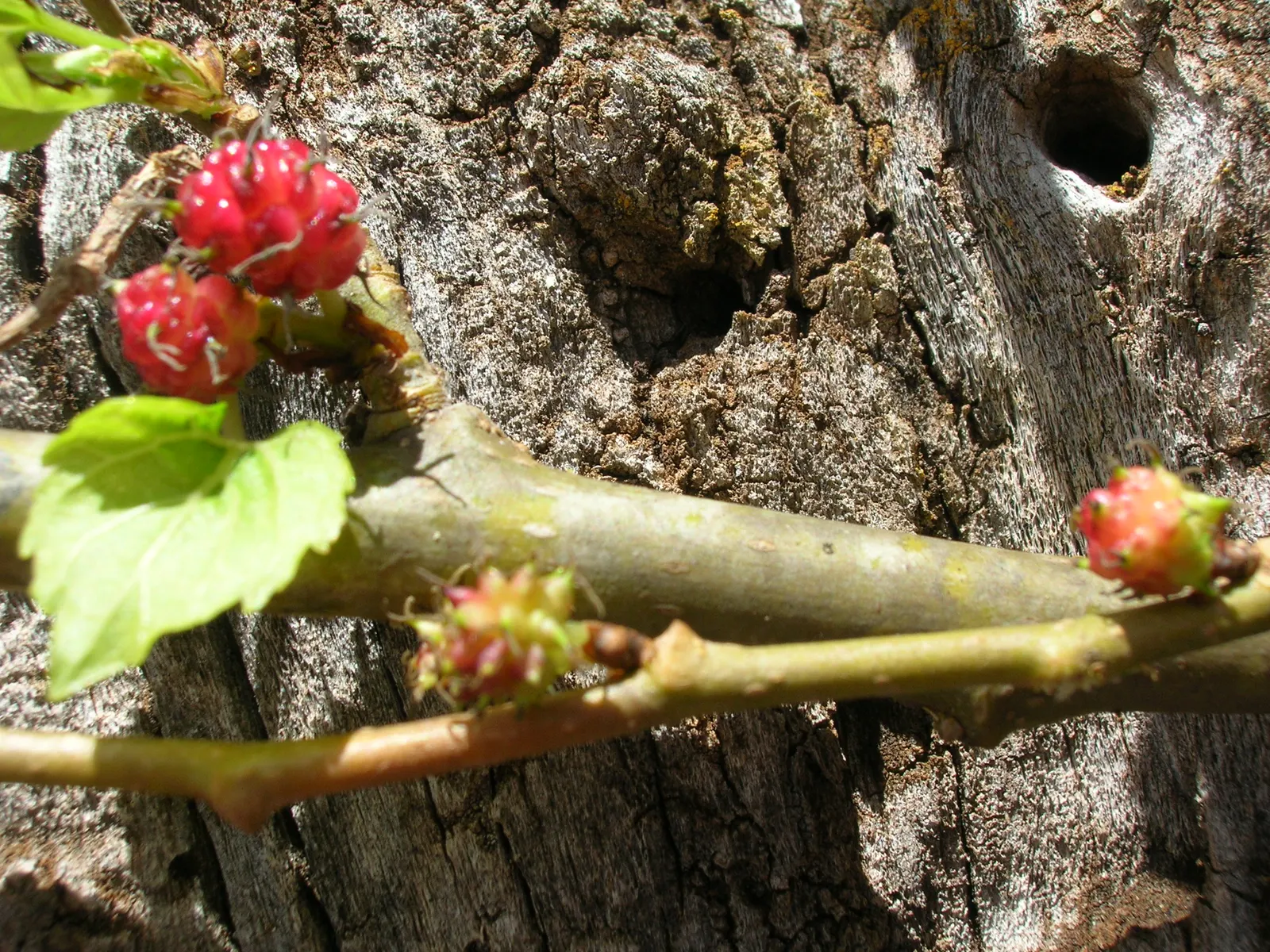 Mulberry (Morus Alba) — making it a resilient choice for diverse landscapes.<br><br>In urban settings