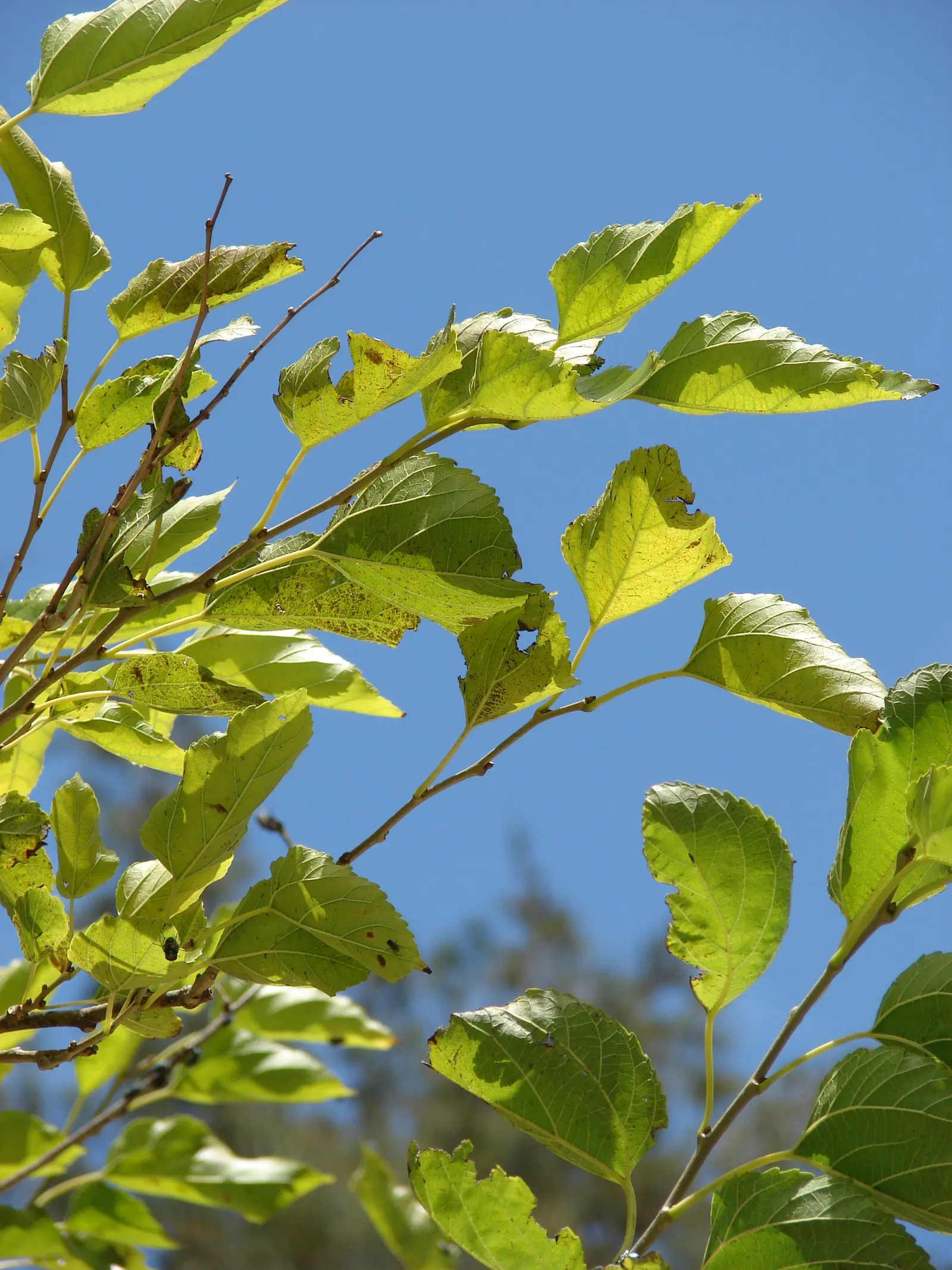 Mulberry (Morus Alba) — it offers both shade and aesthetic appeal while requiring minimal maintenance; scientifically known as Morus alba