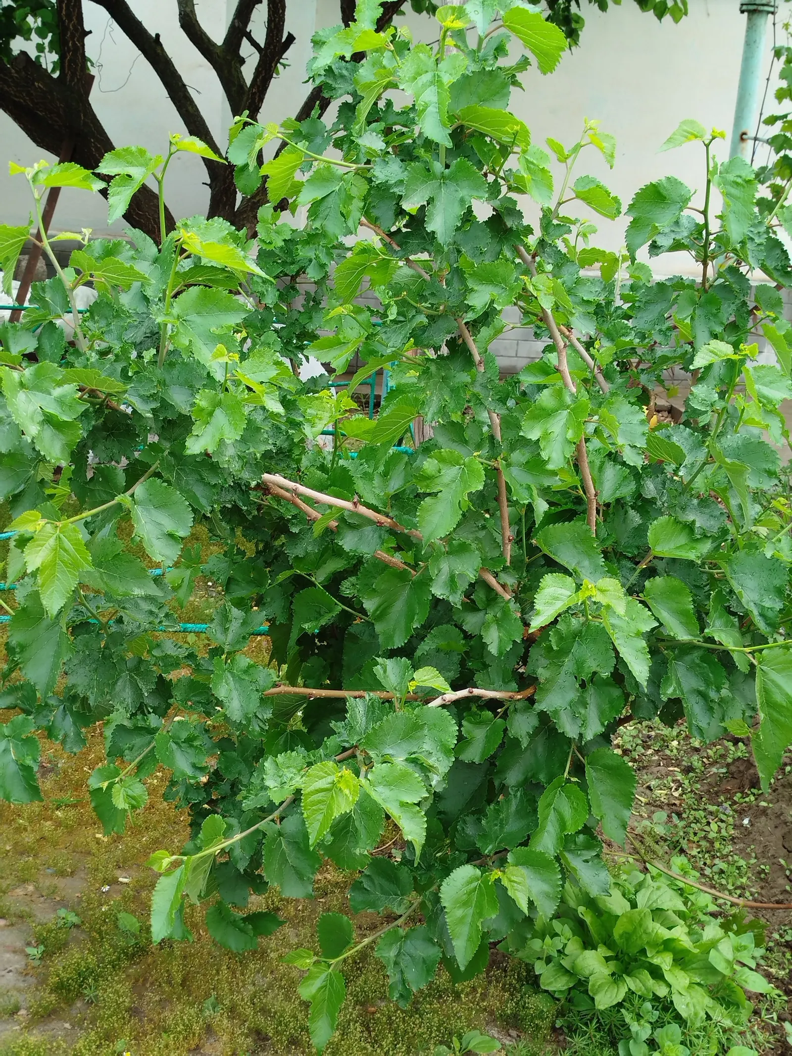 Mulberry (Morus Alba) — tree for full or half; allowing ample space for its mature spread