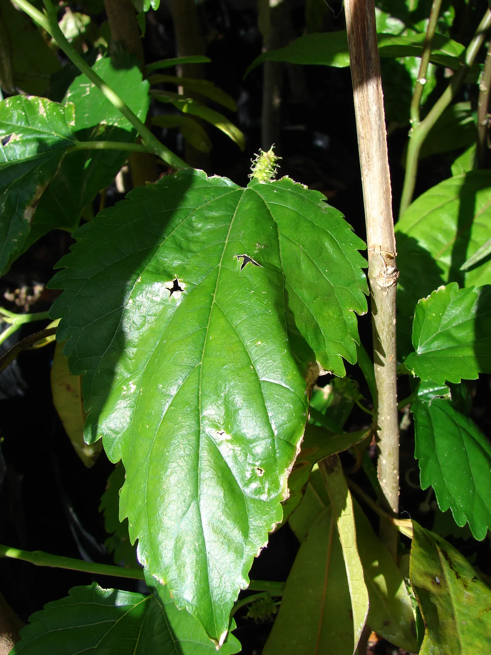 Mulberry (Morus Alba) — or purple-black when ripe; making it a resilient choice for diverse landscapes.<br><br>In urban settings, image 64