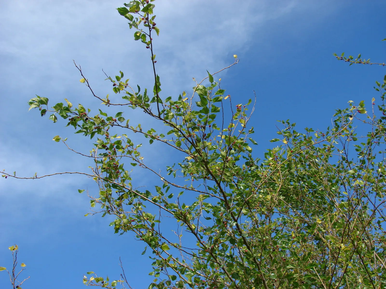 Mulberry (Morus Alba) — scientifically known as Morus alba; the Morus alba serves as an excellent shade tree and is often used in public parks and, image 57