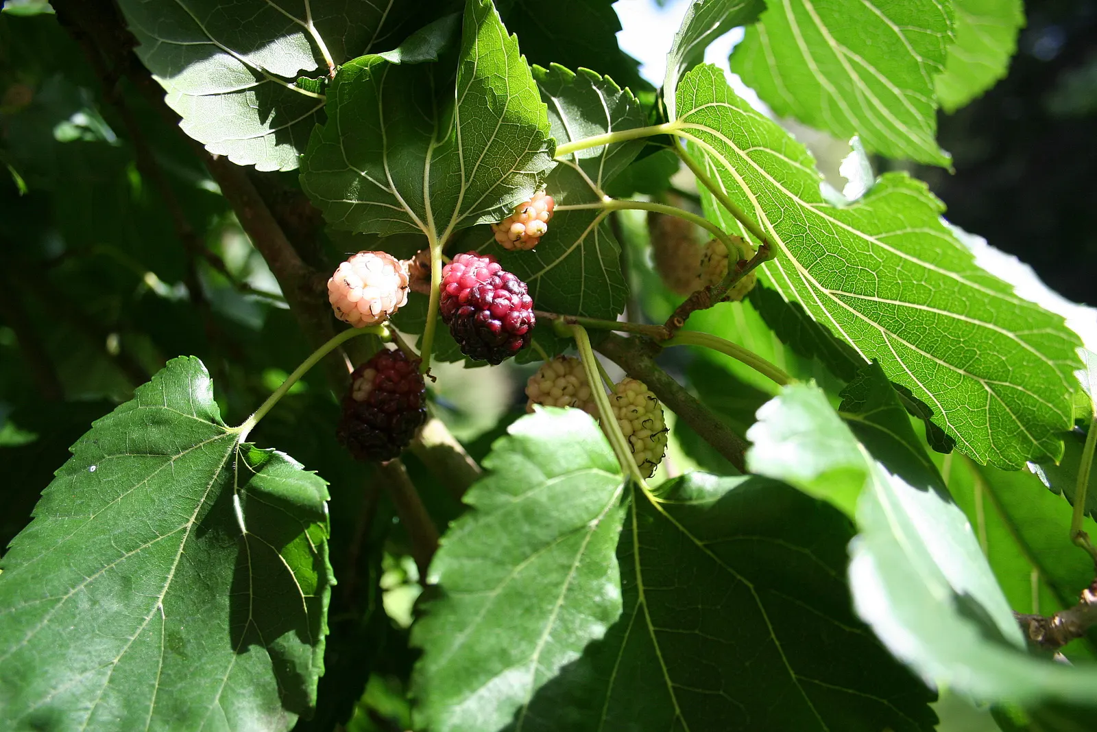 Mulberry (Morus Alba) — This hardy species is relatively low maintenance; green and yellow flowers in the garden