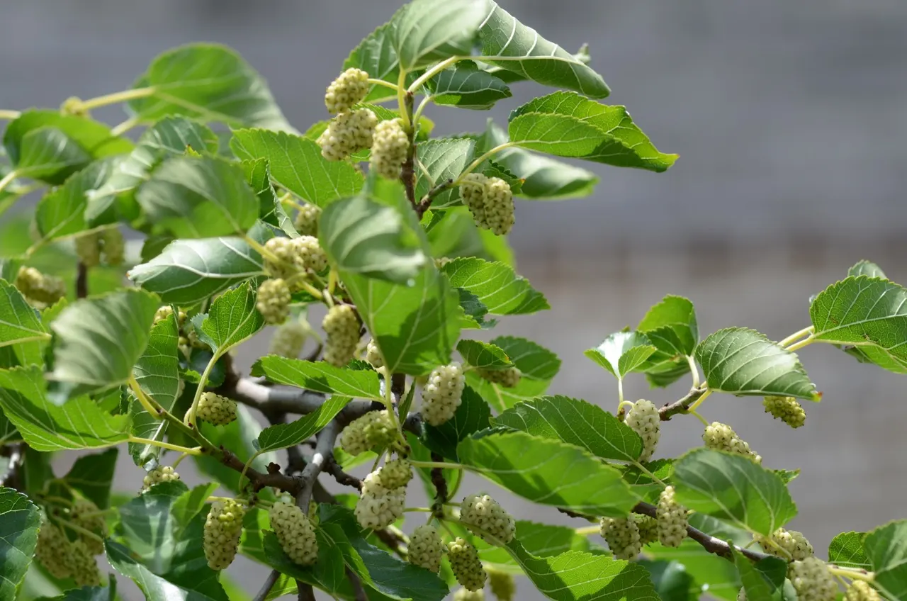 Mulberry (Morus Alba) — The Mulberry tree, Morus alba, valued for its lush foliage and sweet fruit, thrives in zones 4-8; it boasts broad leaves and produces