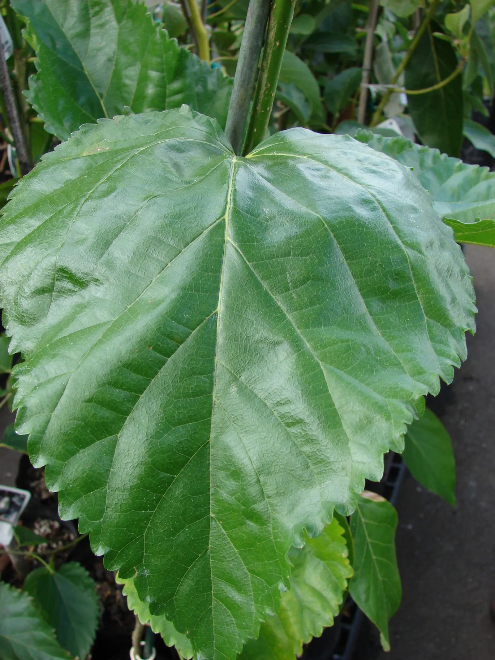 Mulberry (Morus Alba) — scientifically known as Morus alba