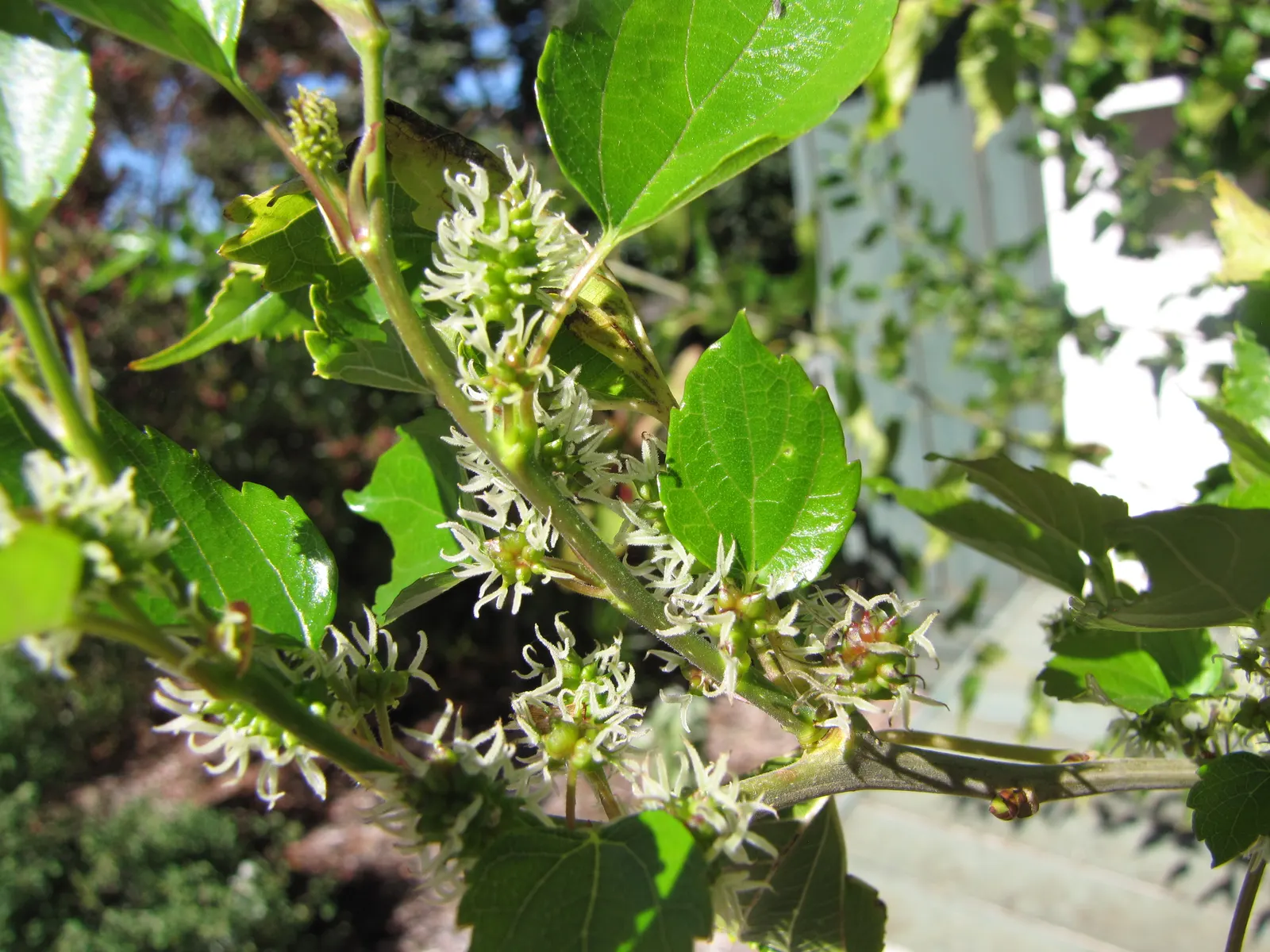 Mulberry (Morus Alba) — offering dense shade during the warmer months; tree with green and yellow blooms, image 111