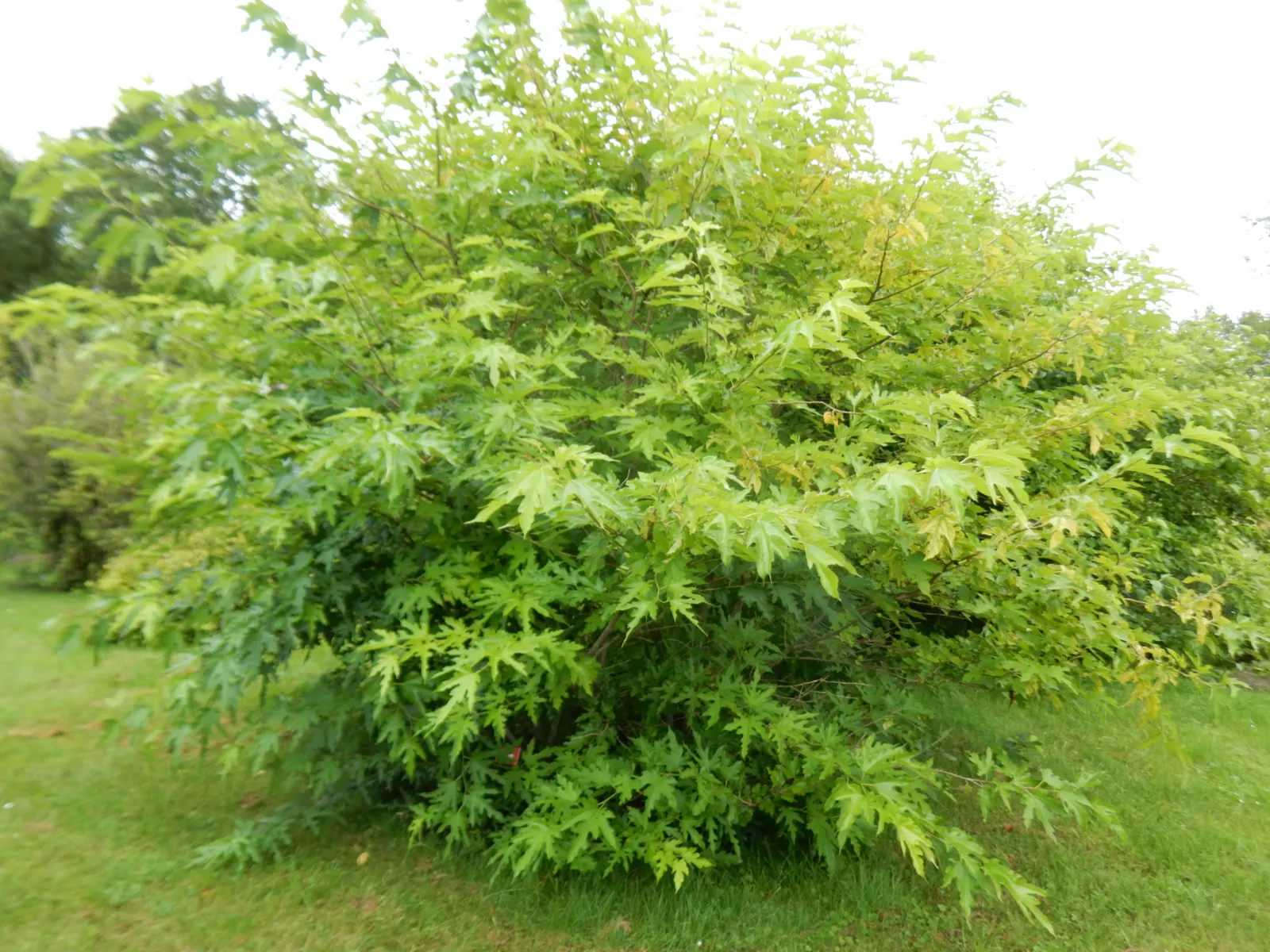 Mulberry (Morus Alba) — green and yellow flowers in the garden; offers a blend of aesthetic appeal and practical use in the landscape, image 123