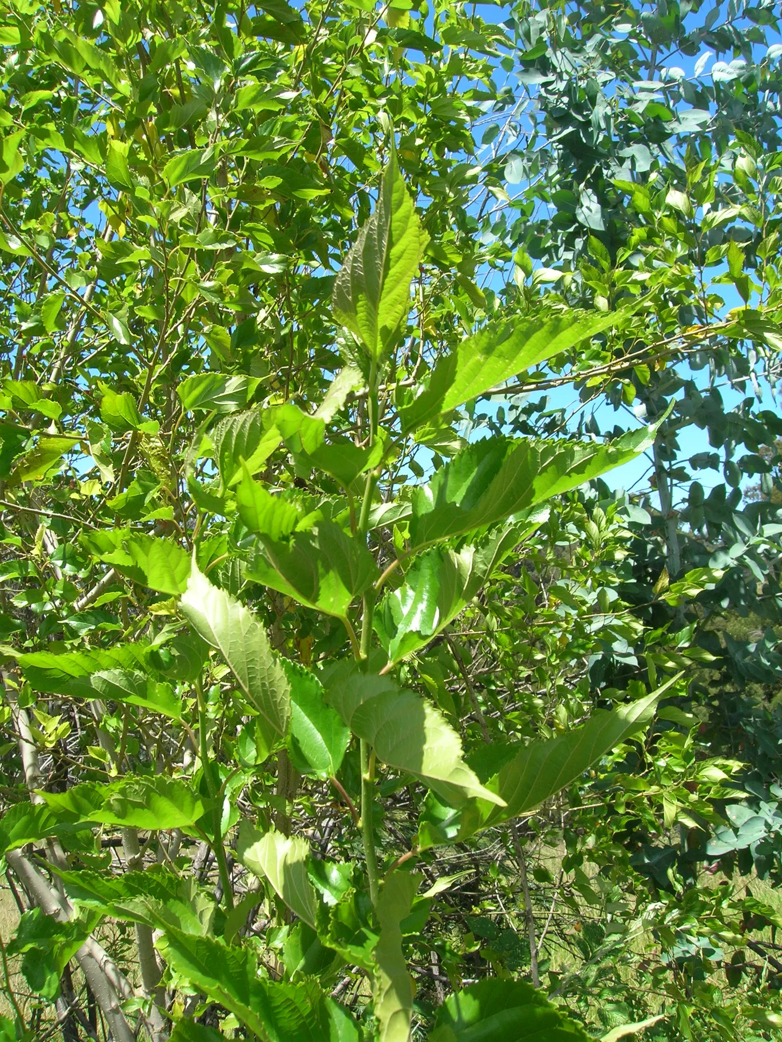 Mulberry (Morus Alba) — this deciduous tree can become a prominent feature in your garden; and serrated leaves that can grow up to 6 inches long, image 84