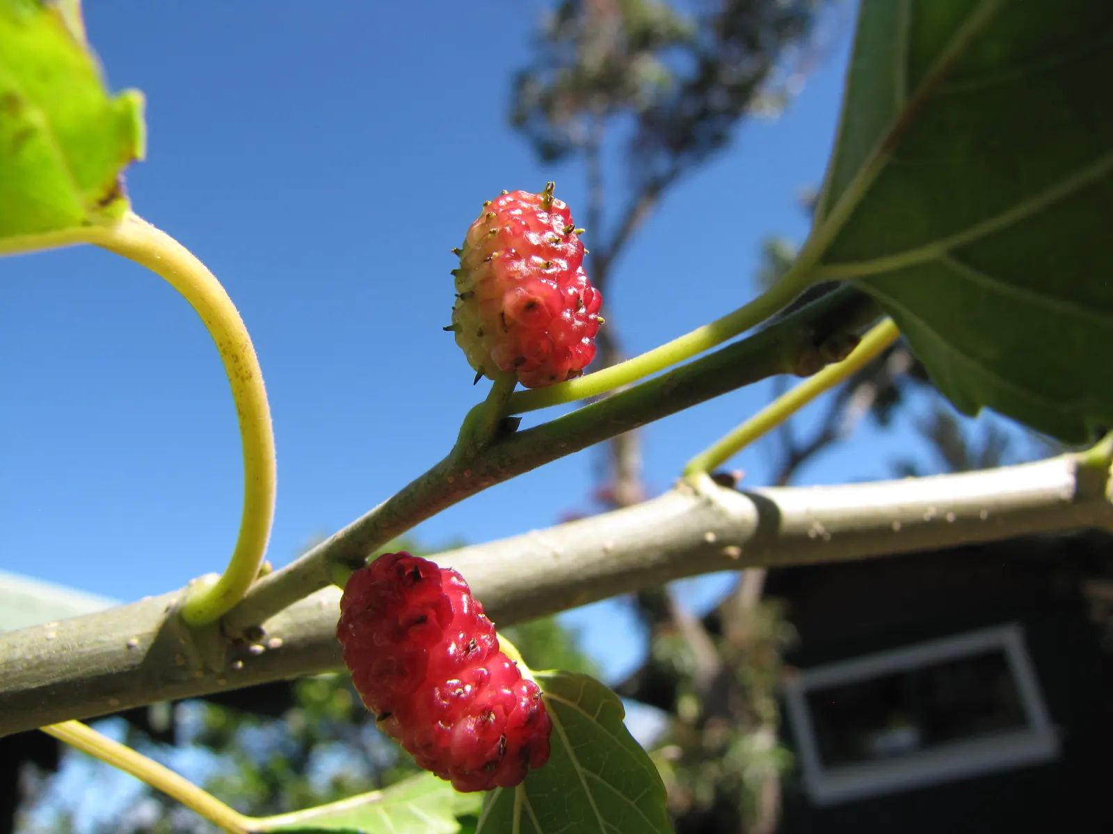 Mulberry (Morus Alba) — the Morus alba serves as an excellent shade tree and is often used in public parks and private gardens; requiring minimal, image 96