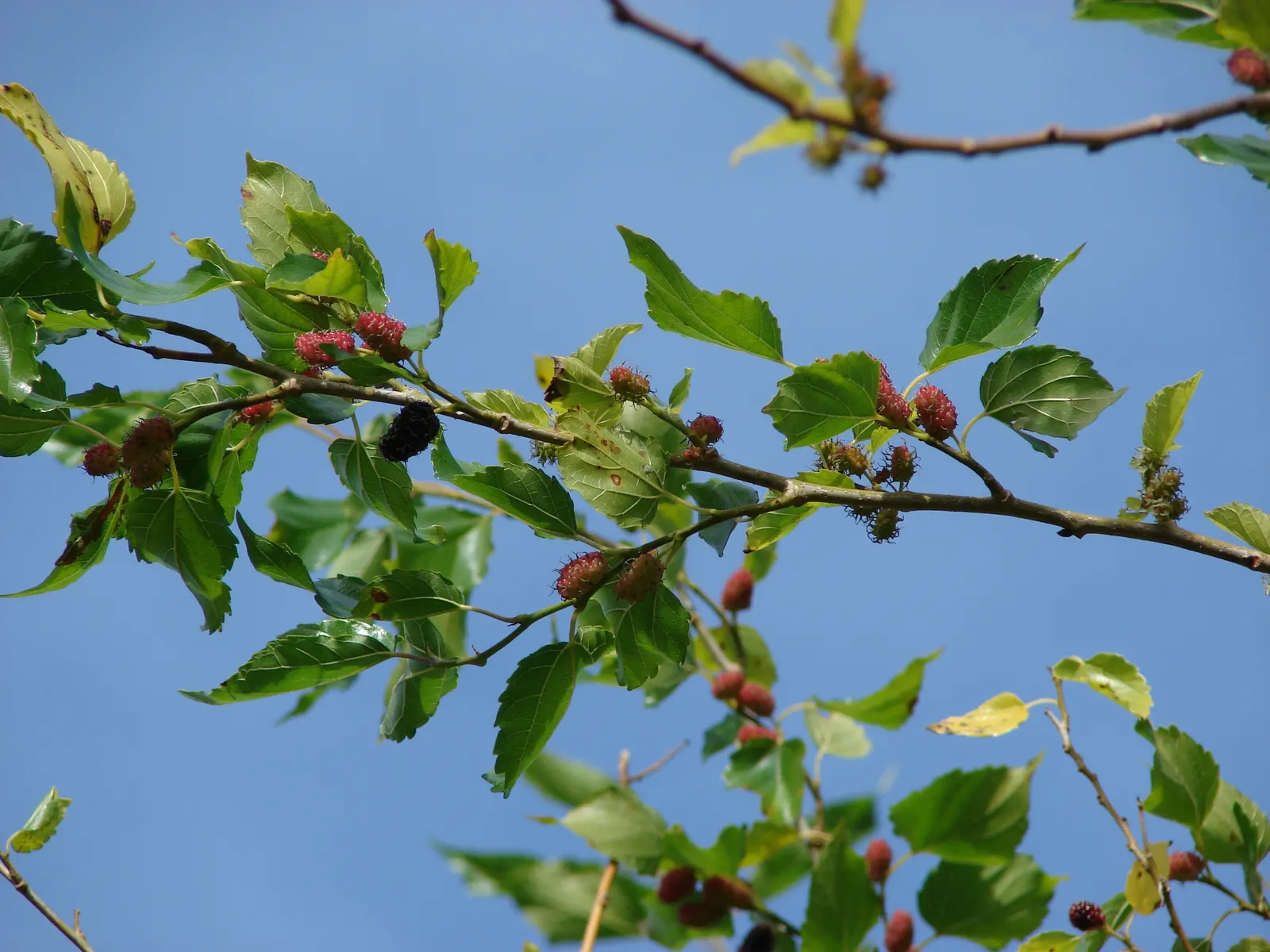 Mulberry (Morus Alba) — making it a resilient choice for diverse landscapes.<br><br>In urban settings; which are followed by succulent, image 70