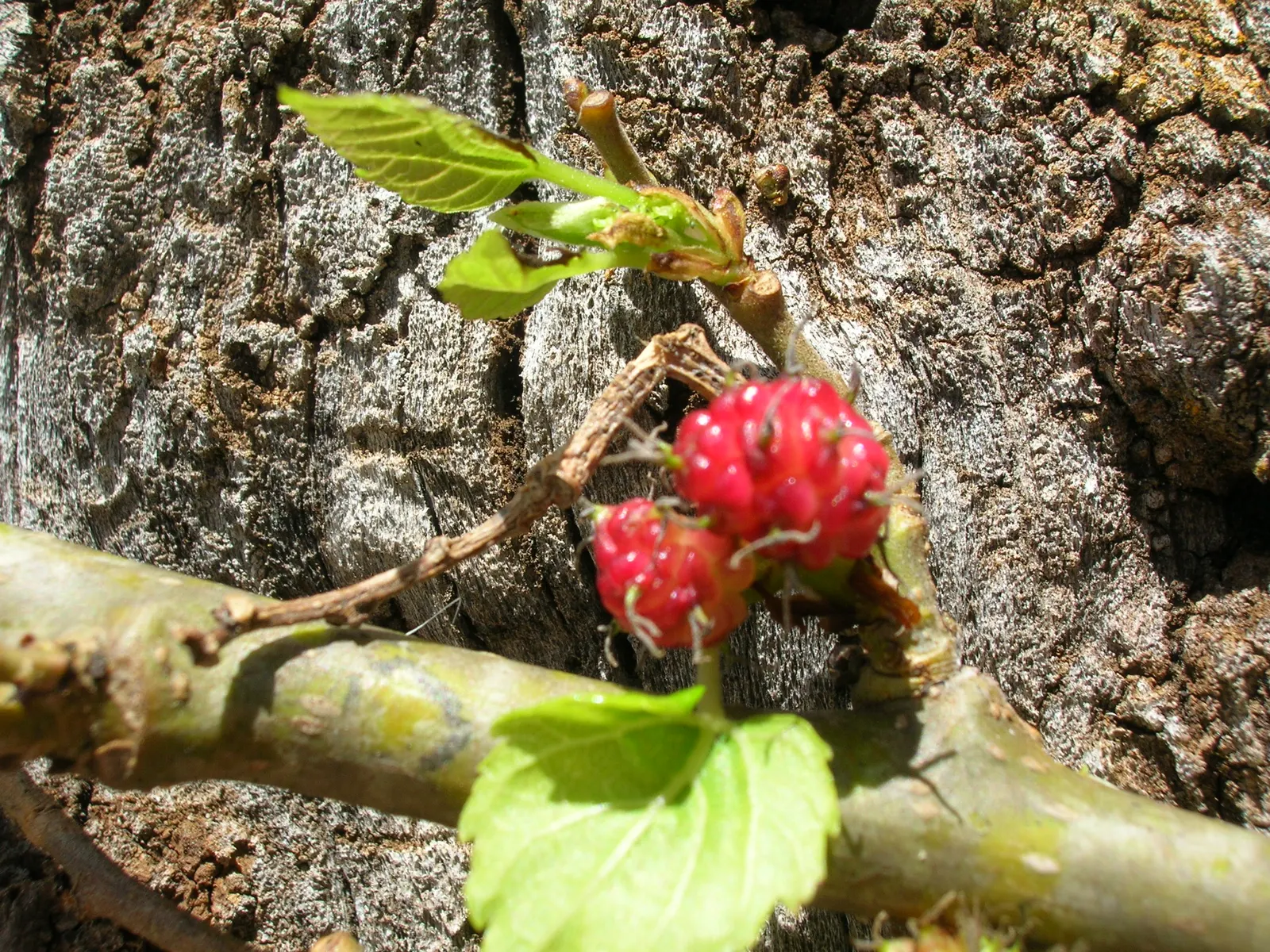 Mulberry (Morus Alba) — which are followed by succulent
