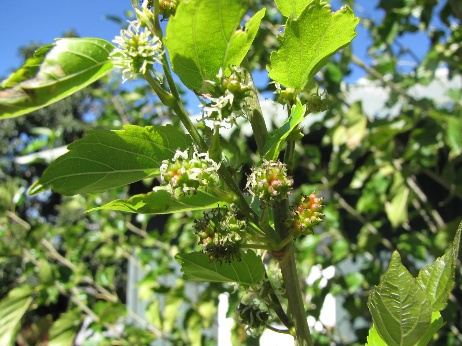 Mulberry (Morus Alba) — this robust tree prefers full sun to partial shade; this hardy species is relatively low maintenance, image 103