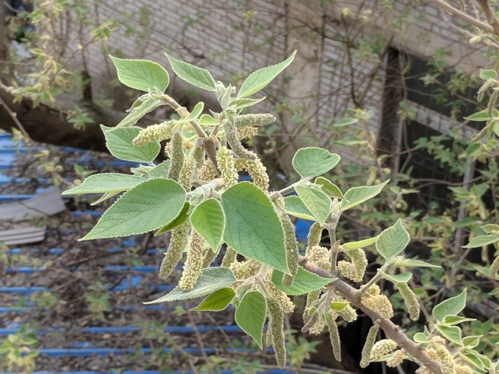 Mulberry (Morus Alba) — sweet fruits resembling blackberries