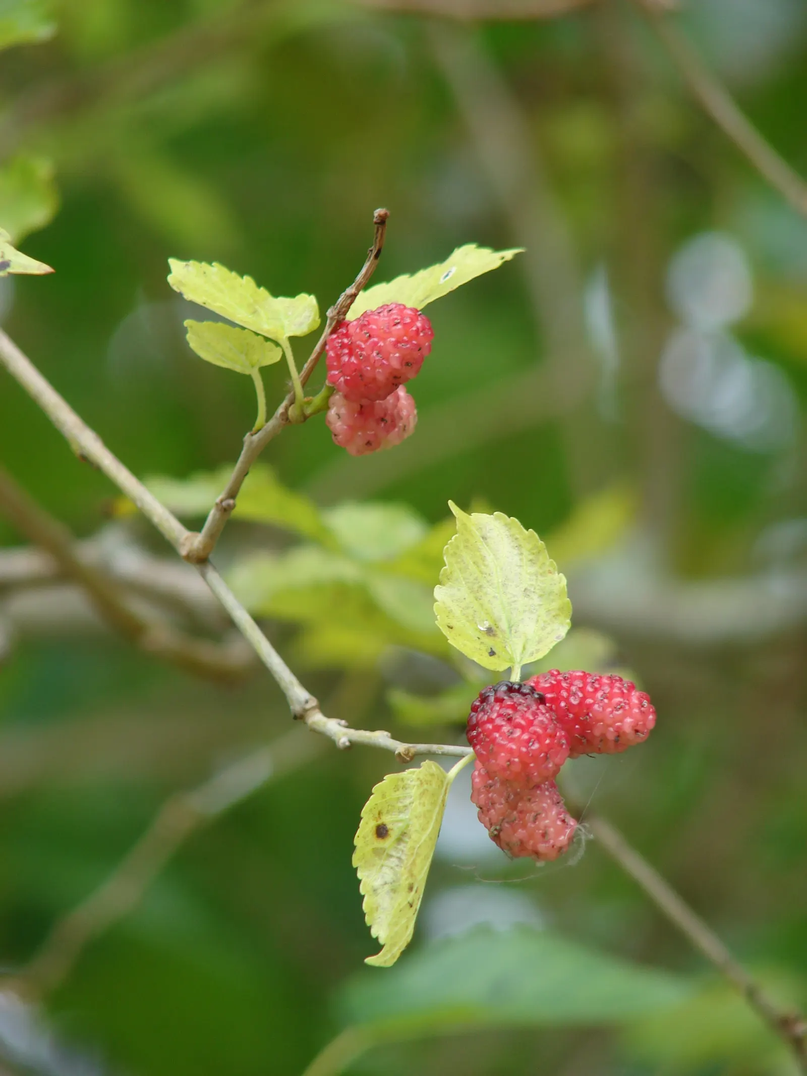 Mulberry (Morus Alba) — tree for full or half
