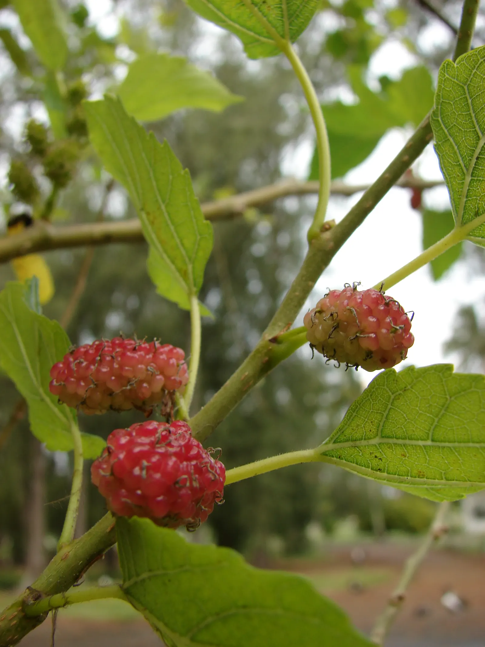 Mulberry (Morus Alba) — scientifically known as Morus alba; the Morus alba serves as an excellent shade tree and is often used in public parks and private